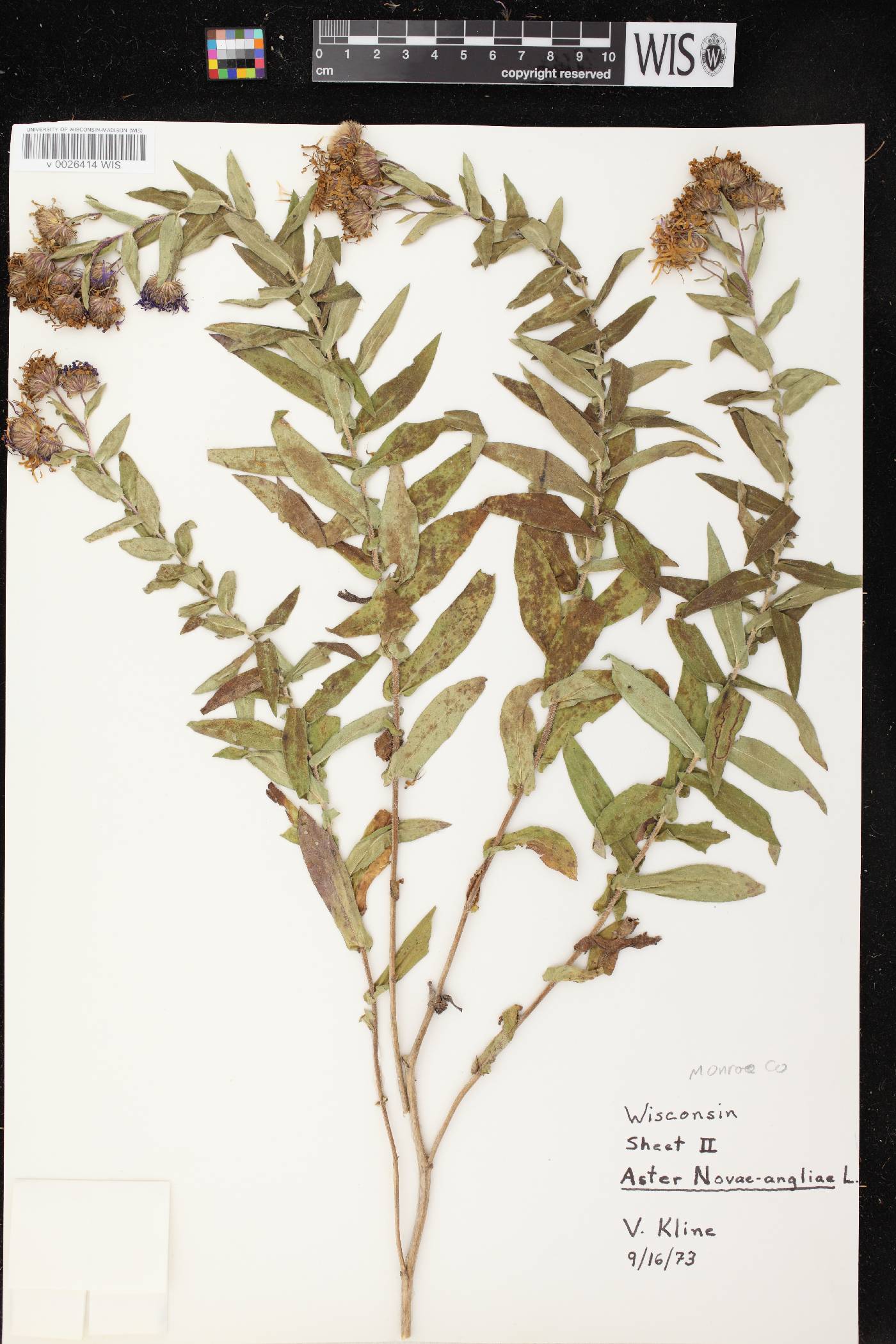 Symphyotrichum novae-angliae image