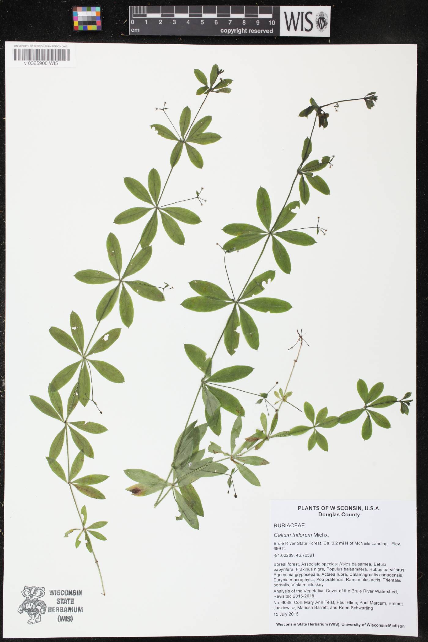 Galium triflorum image