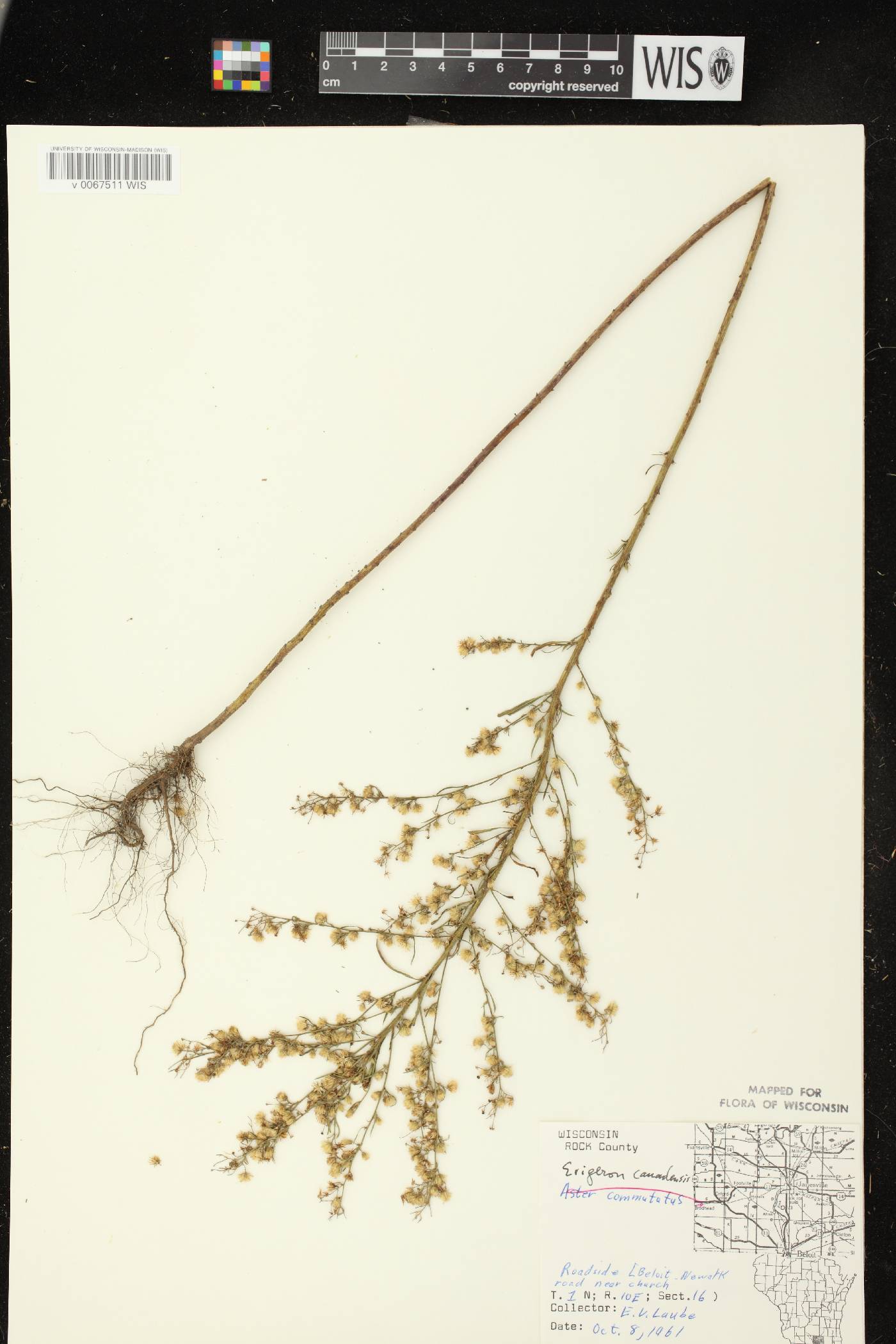 Conyza canadensis image