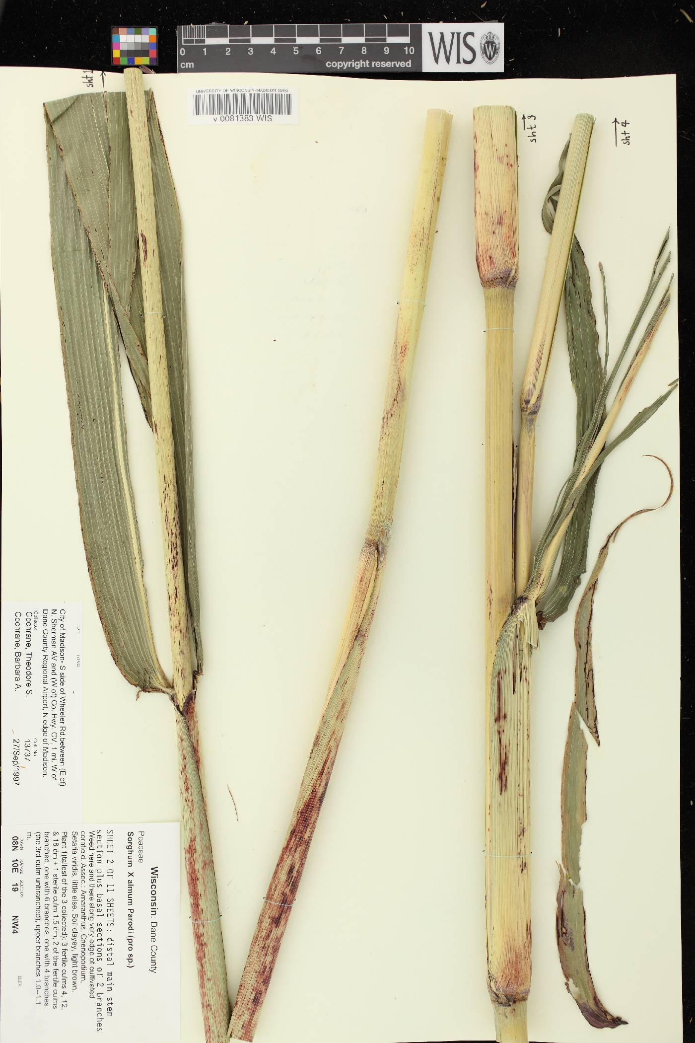 Sorghum X almum image