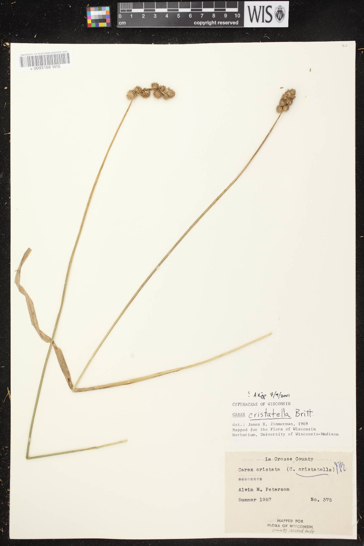 Carex cristatella image