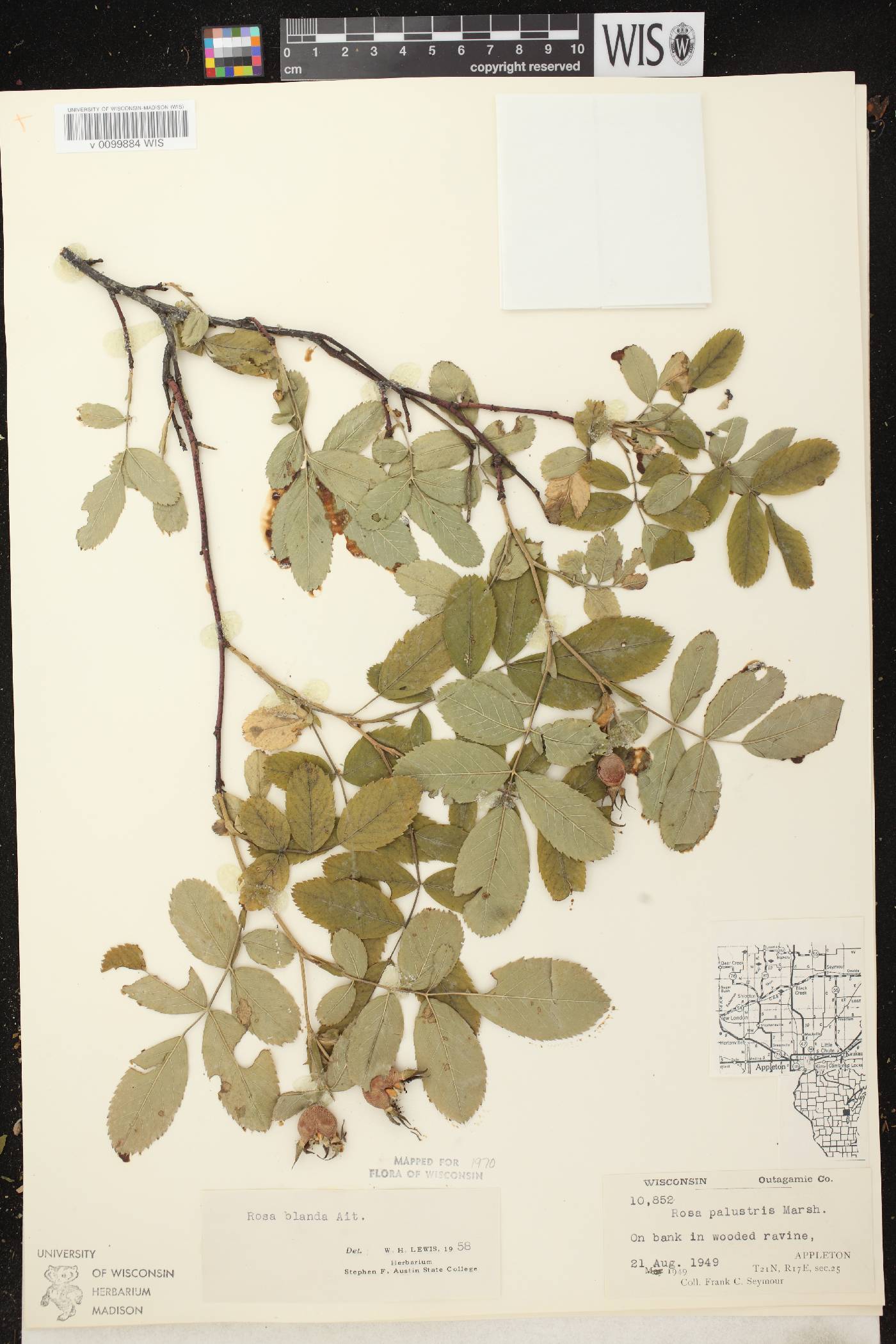Rosa blanda image