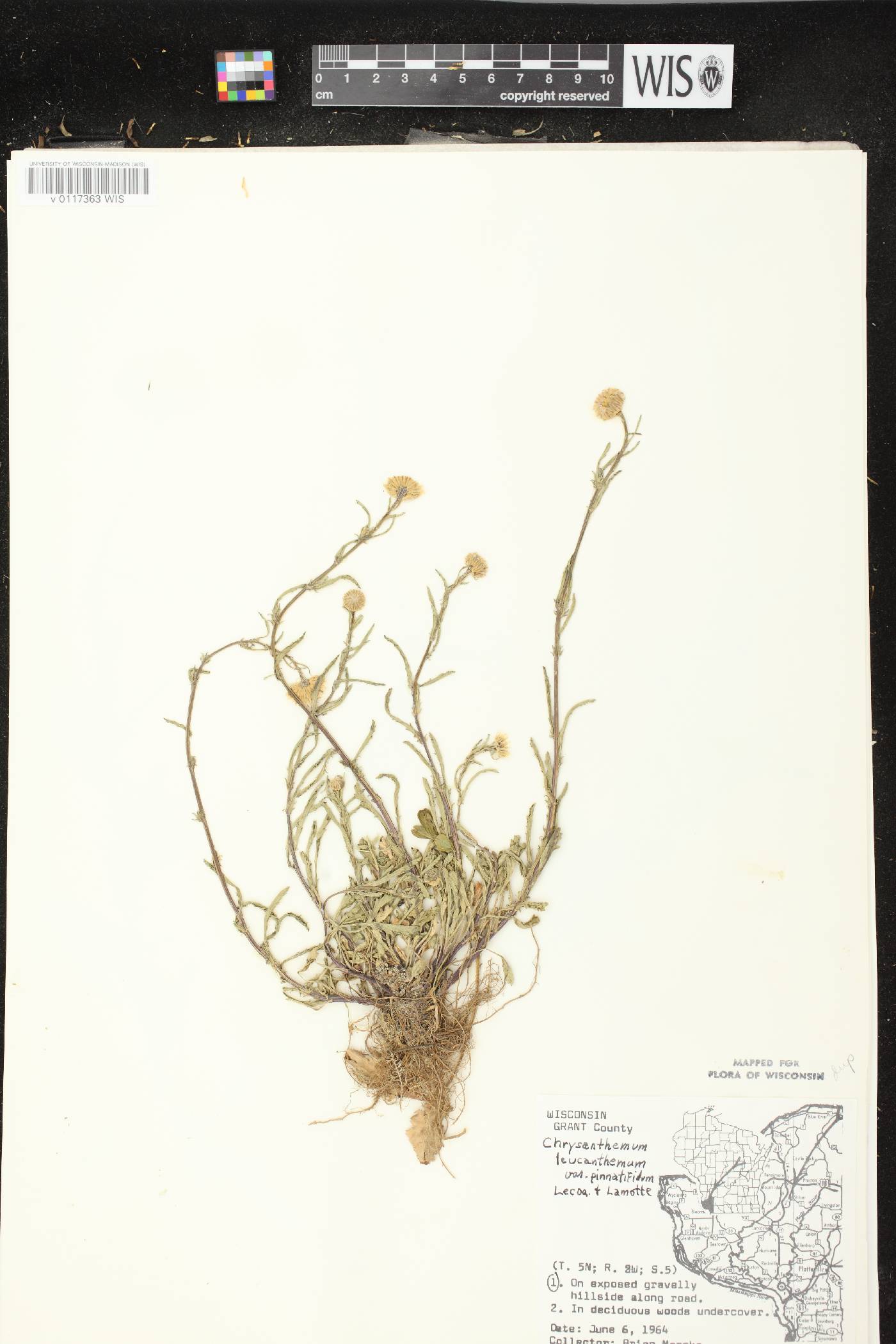 Leucanthemum vulgare image