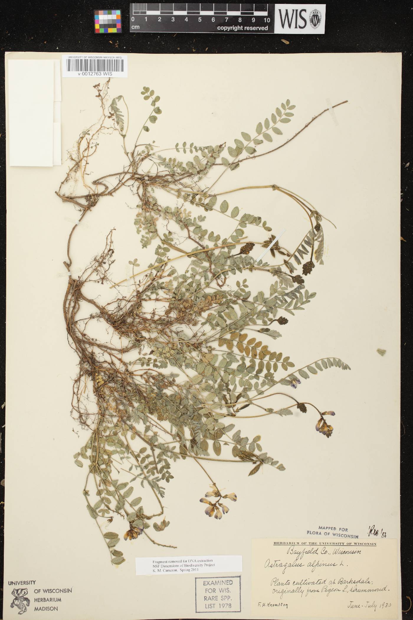Astragalus alpinus var. alpinus image