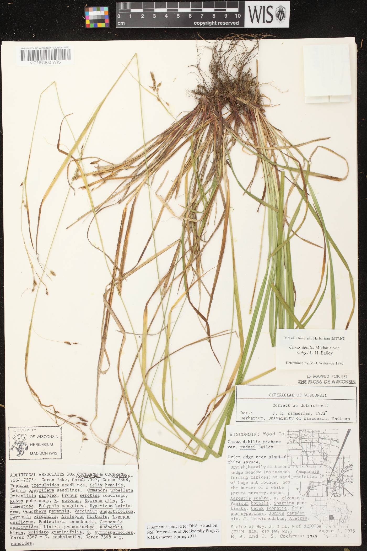 Carex debilis var. rudgei image