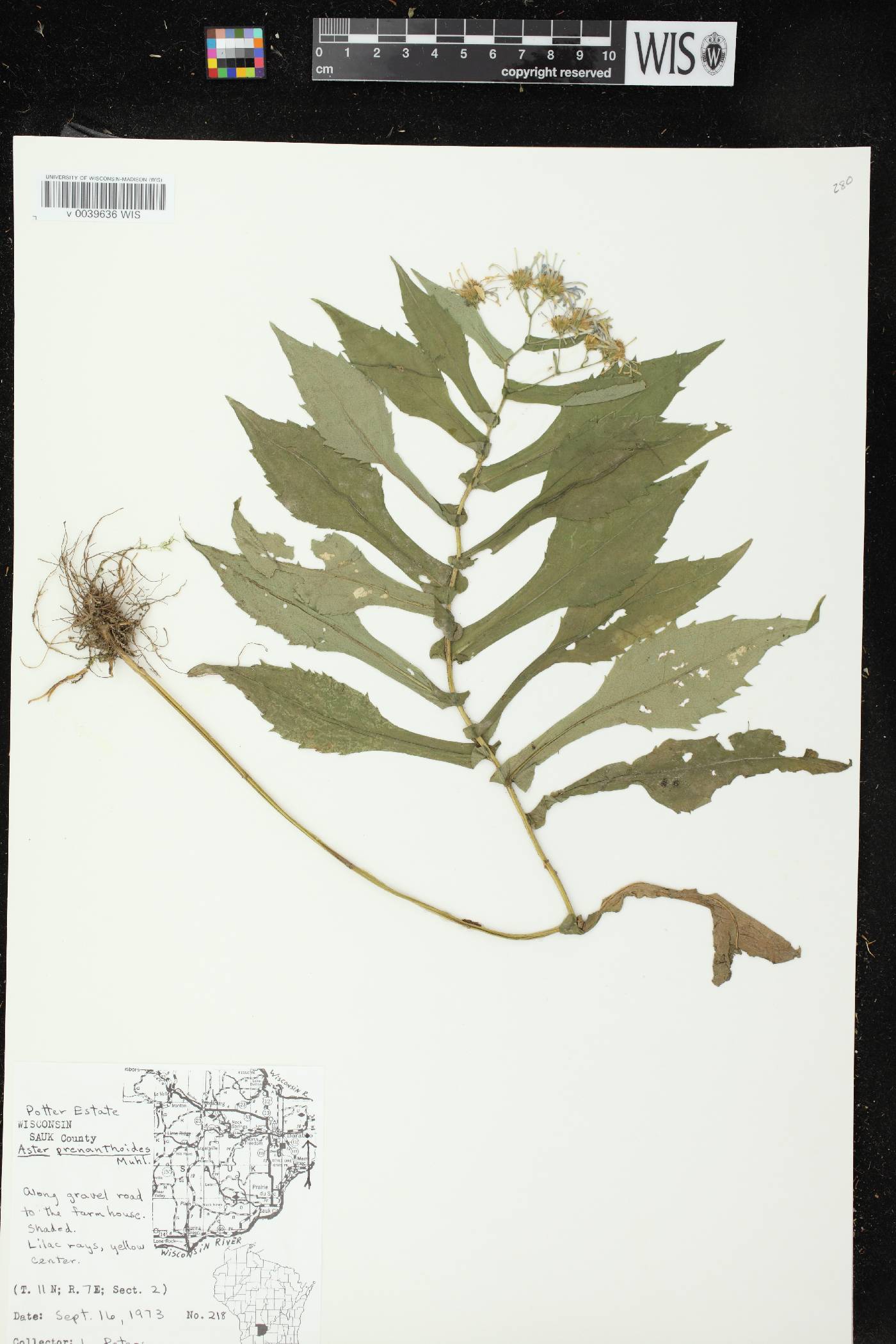 Symphyotrichum prenanthoides image