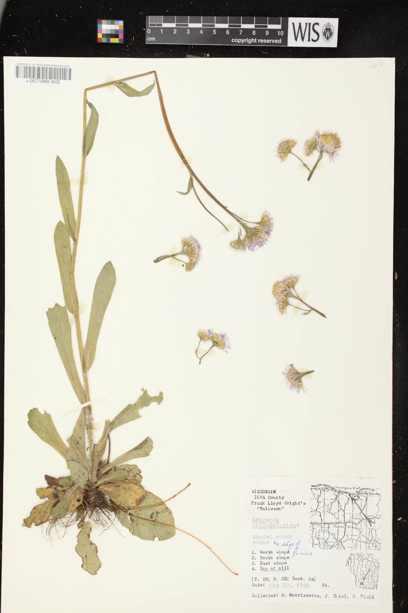 Erigeron philadelphicus var. philadelphicus image