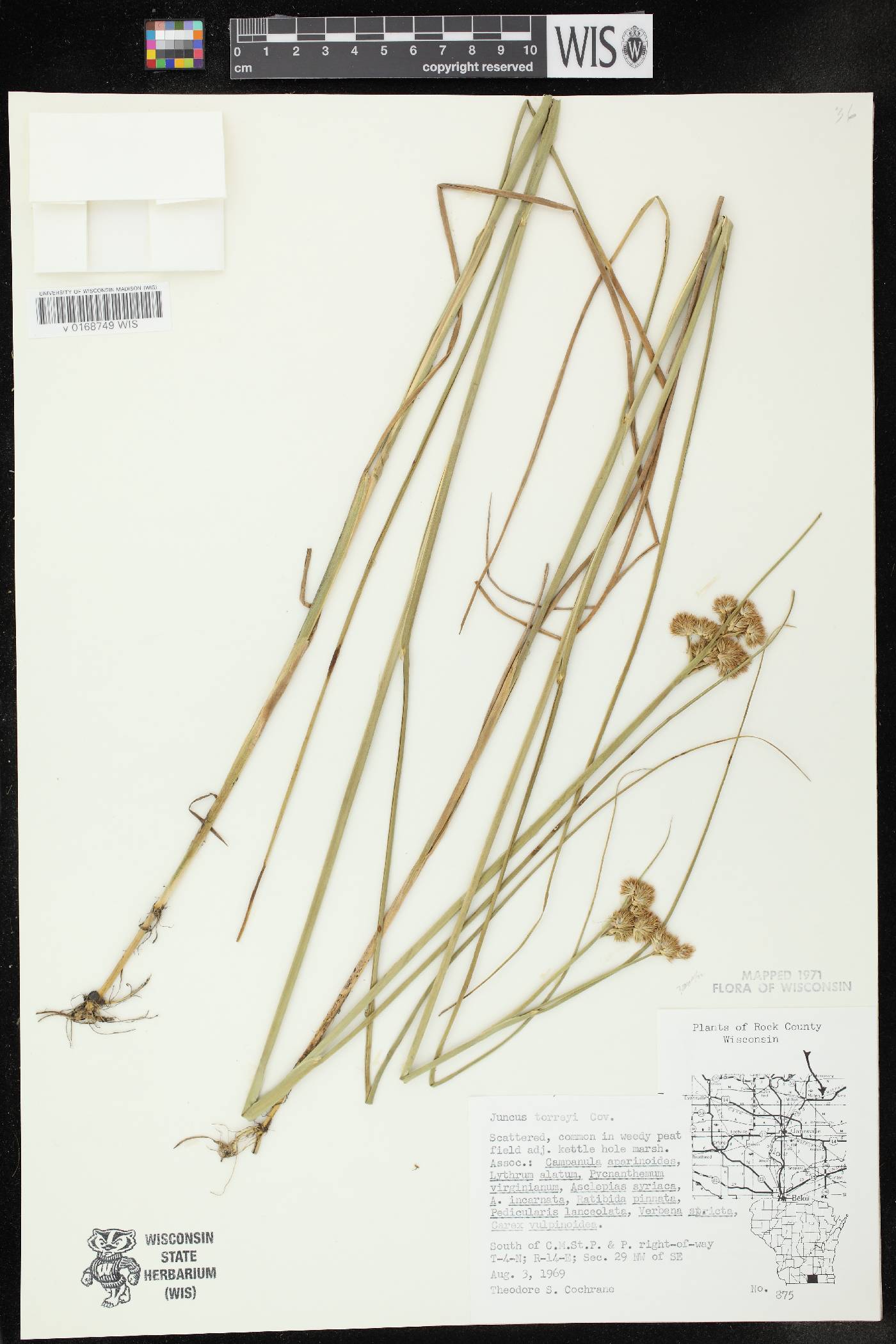 Juncus torreyi image