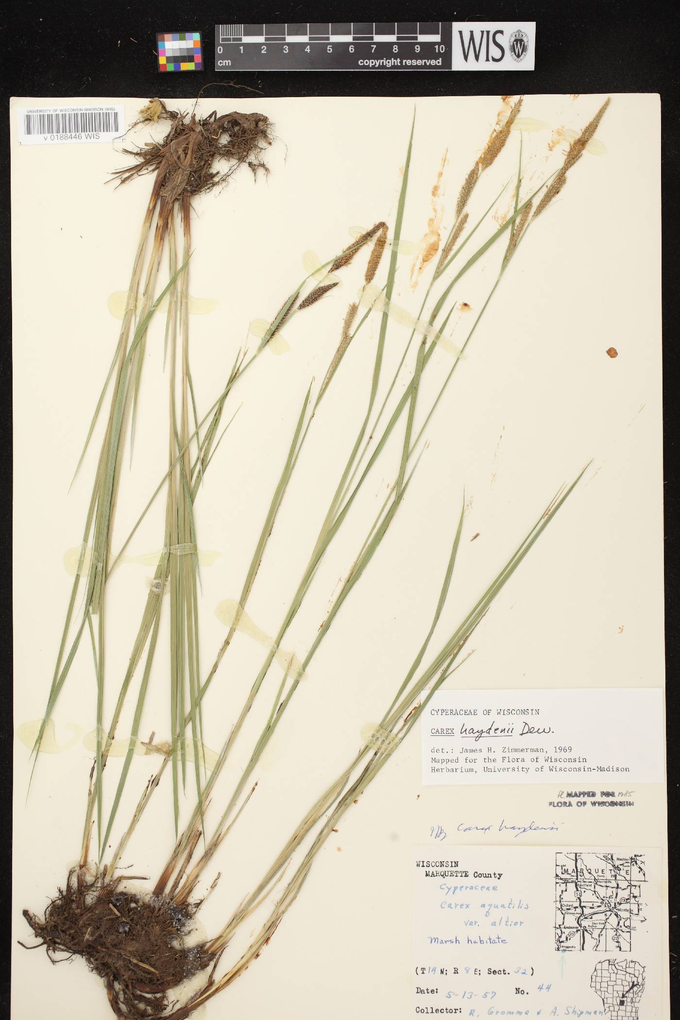 Carex haydenii image