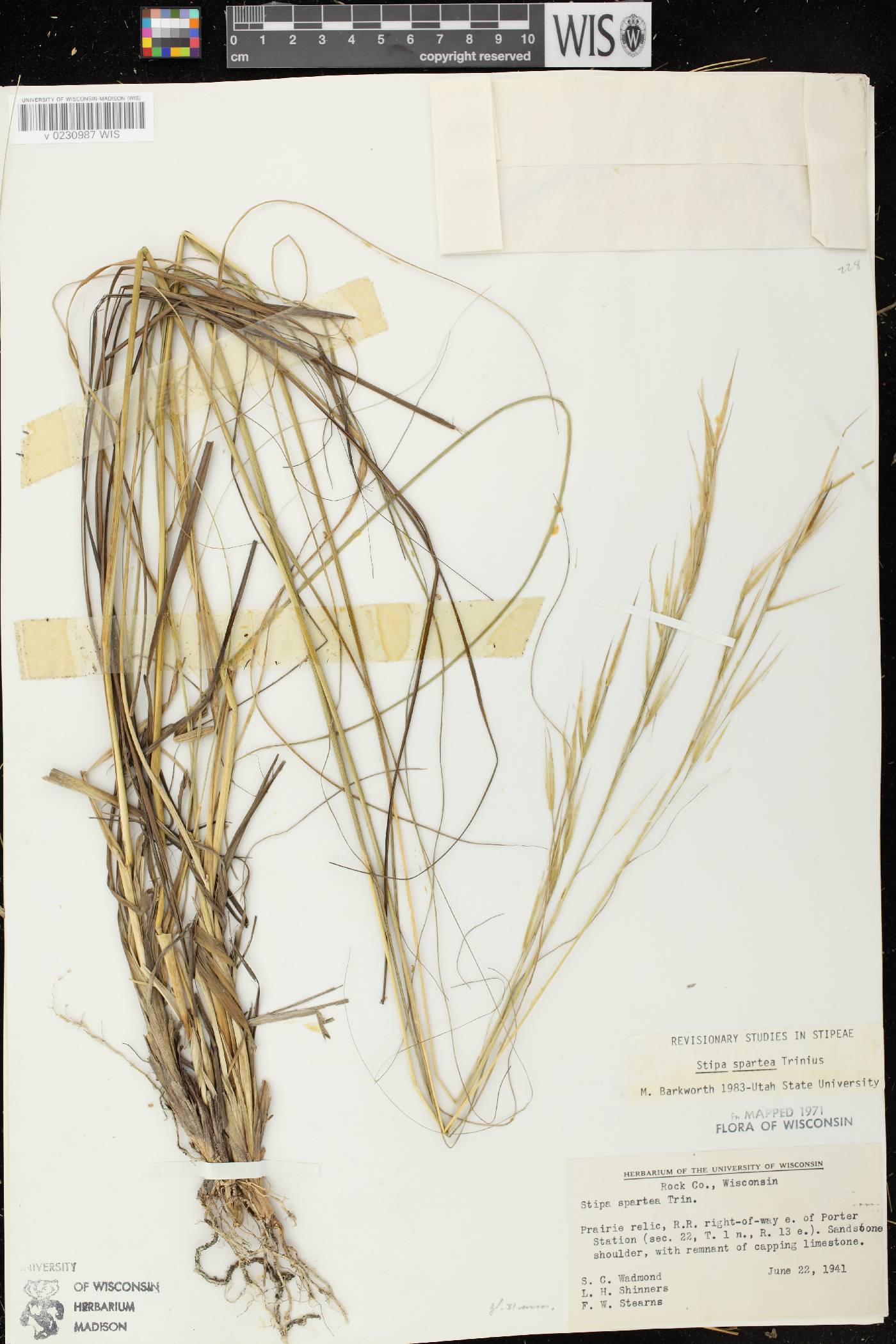 Hesperostipa spartea image
