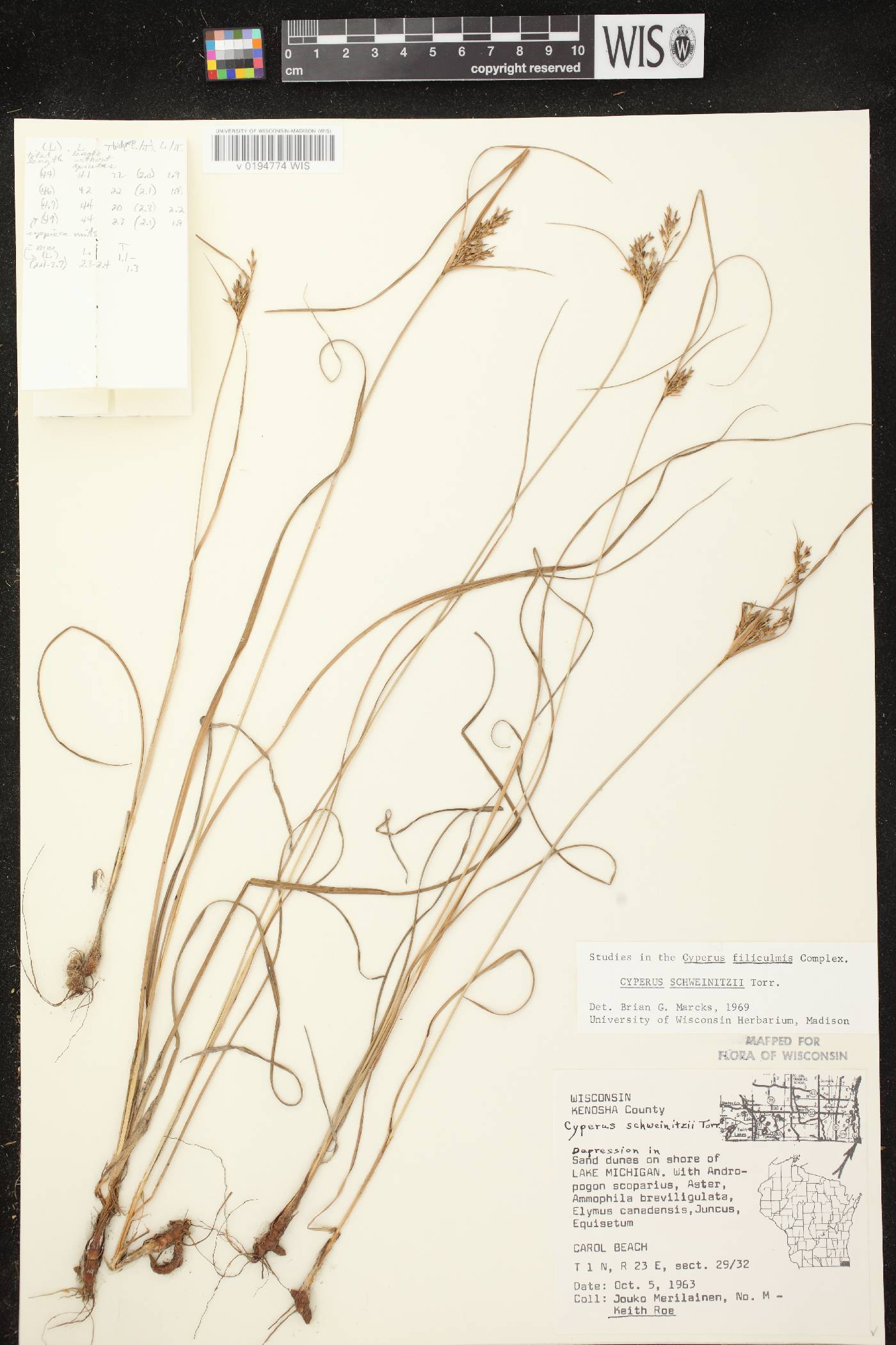 Cyperus schweinitzii image