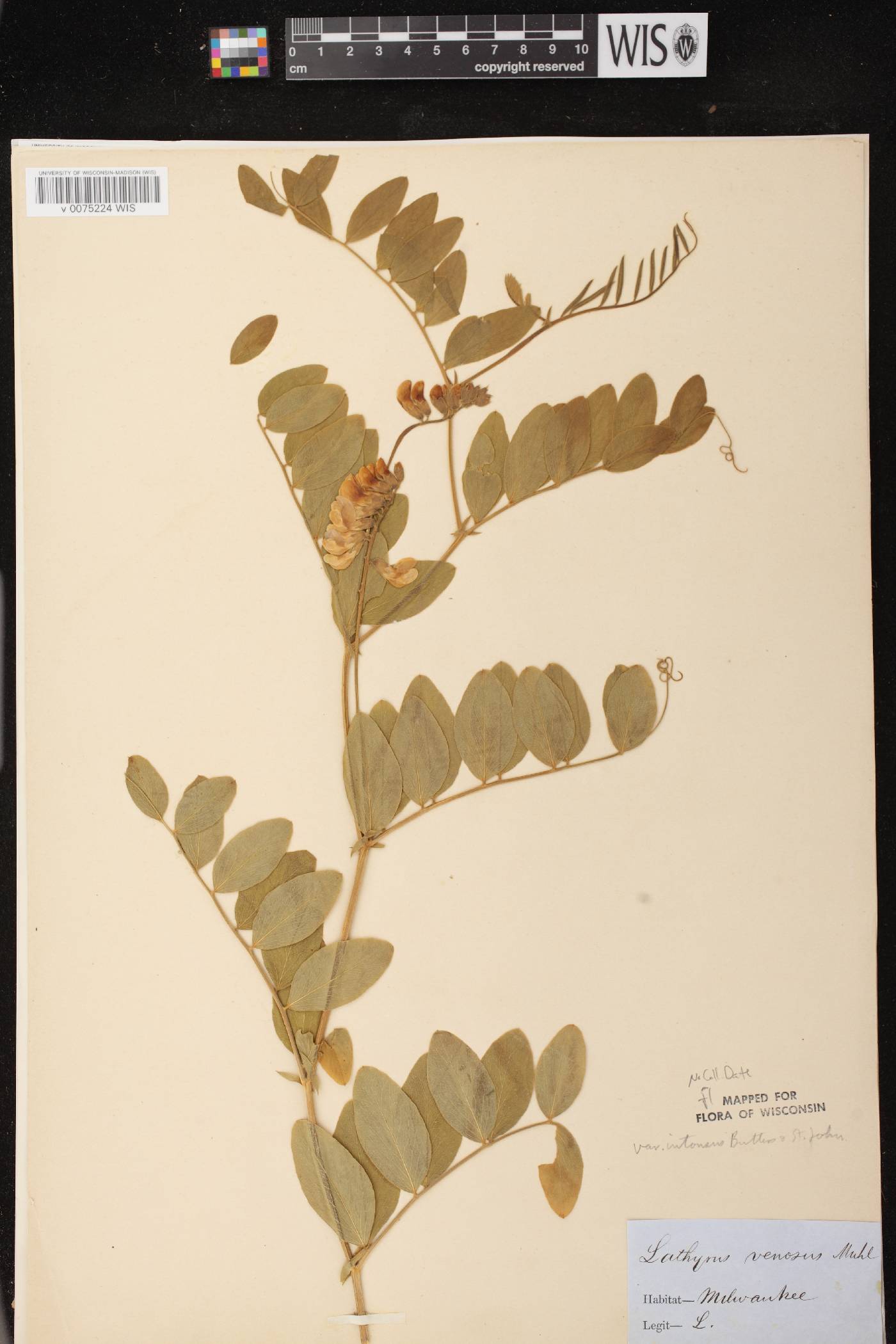 Lathyrus venosus image
