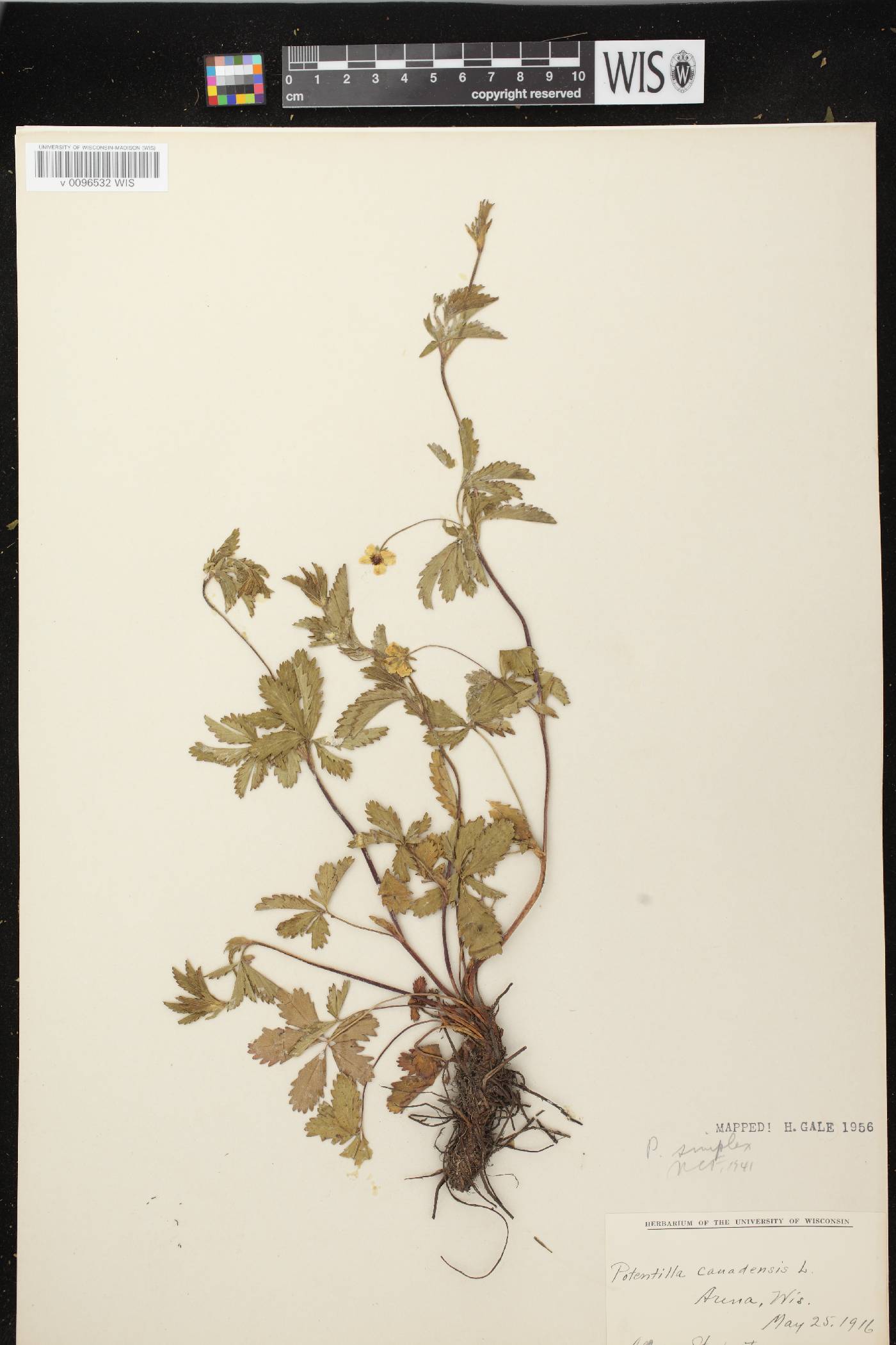 Potentilla simplex image