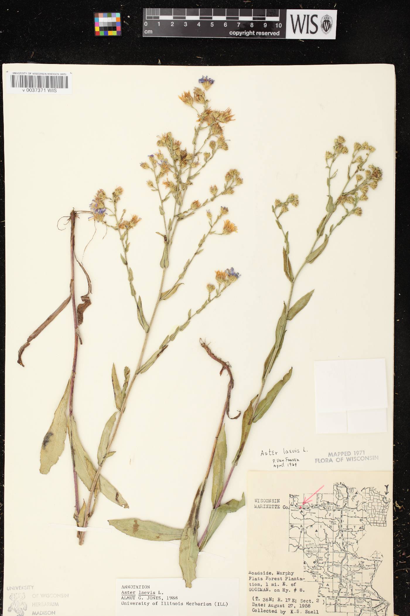 Symphyotrichum laeve image
