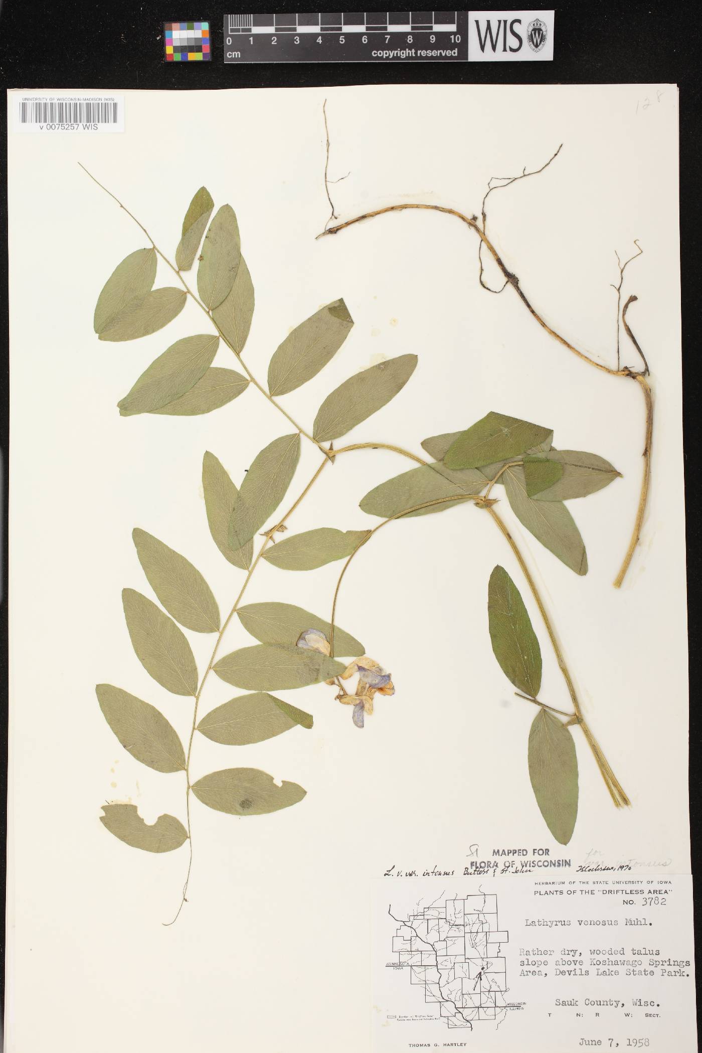Lathyrus venosus image