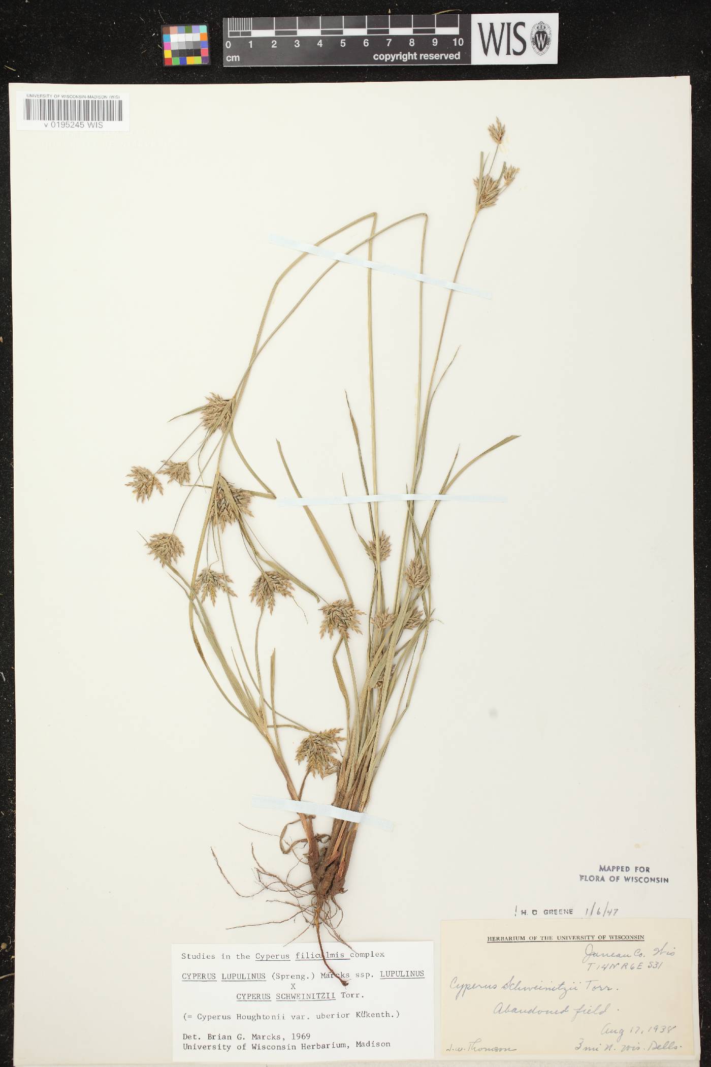 Cyperus X mesochorus image