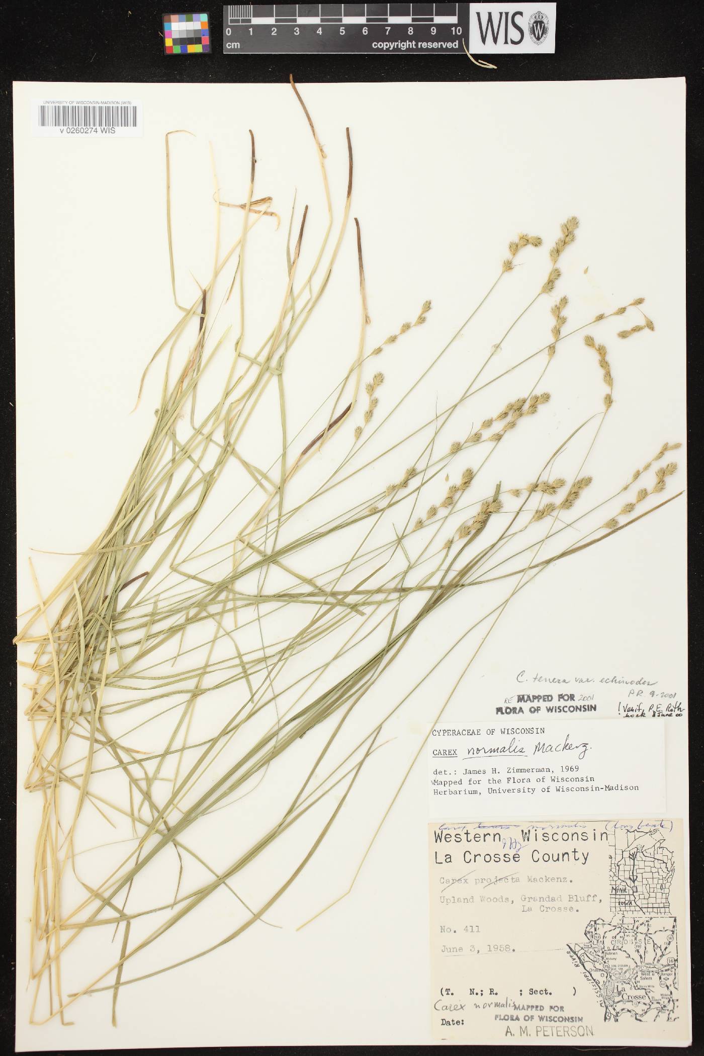 Carex echinodes image