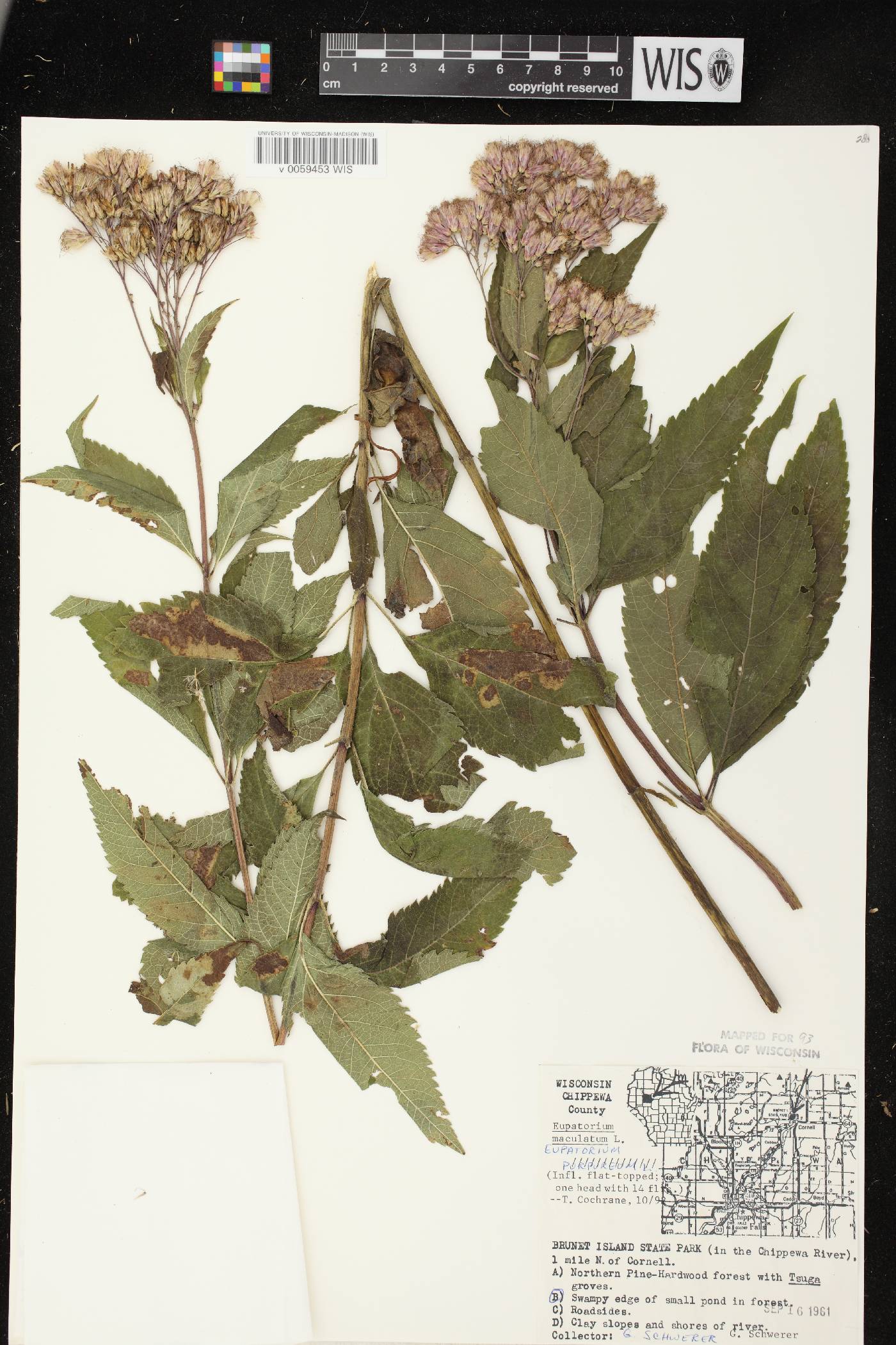 Eutrochium maculatum var. maculatum image