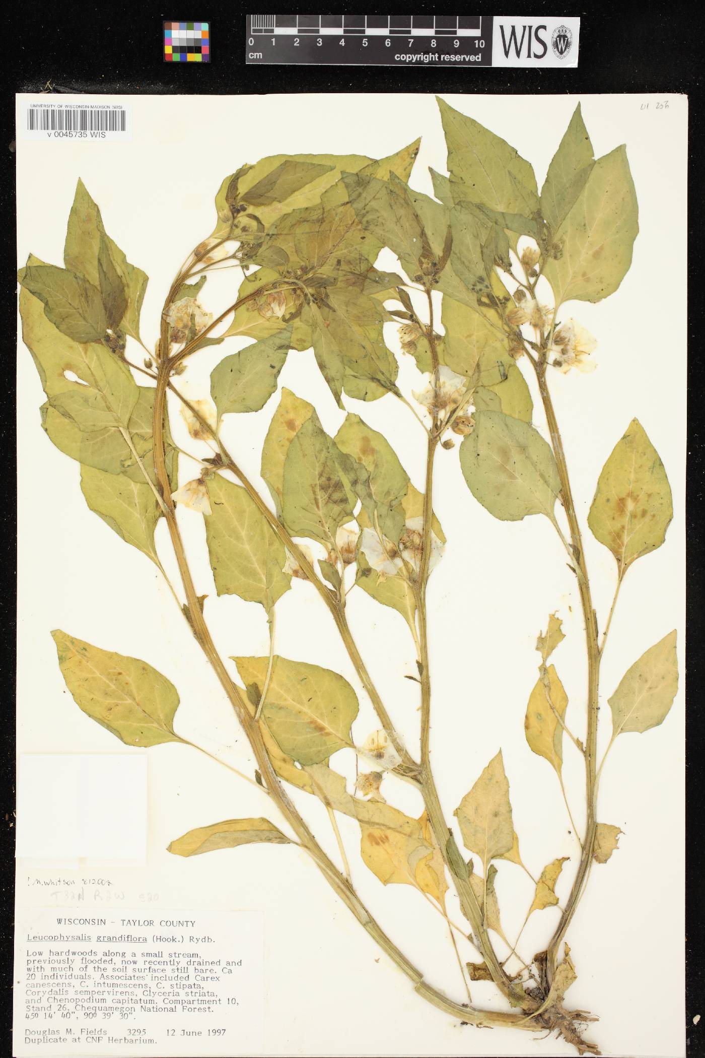 Leucophysalis grandiflora image