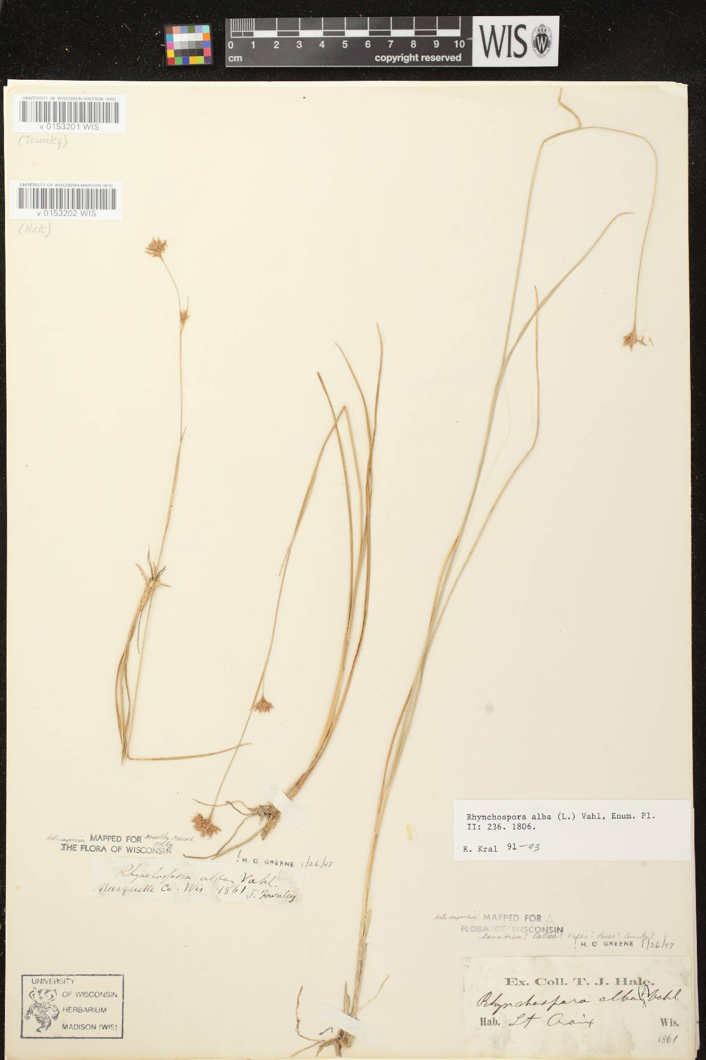 Rhynchospora alba image