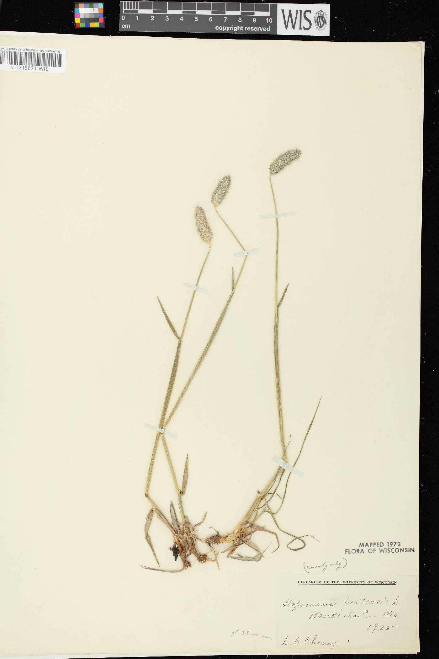 Alopecurus pratensis image