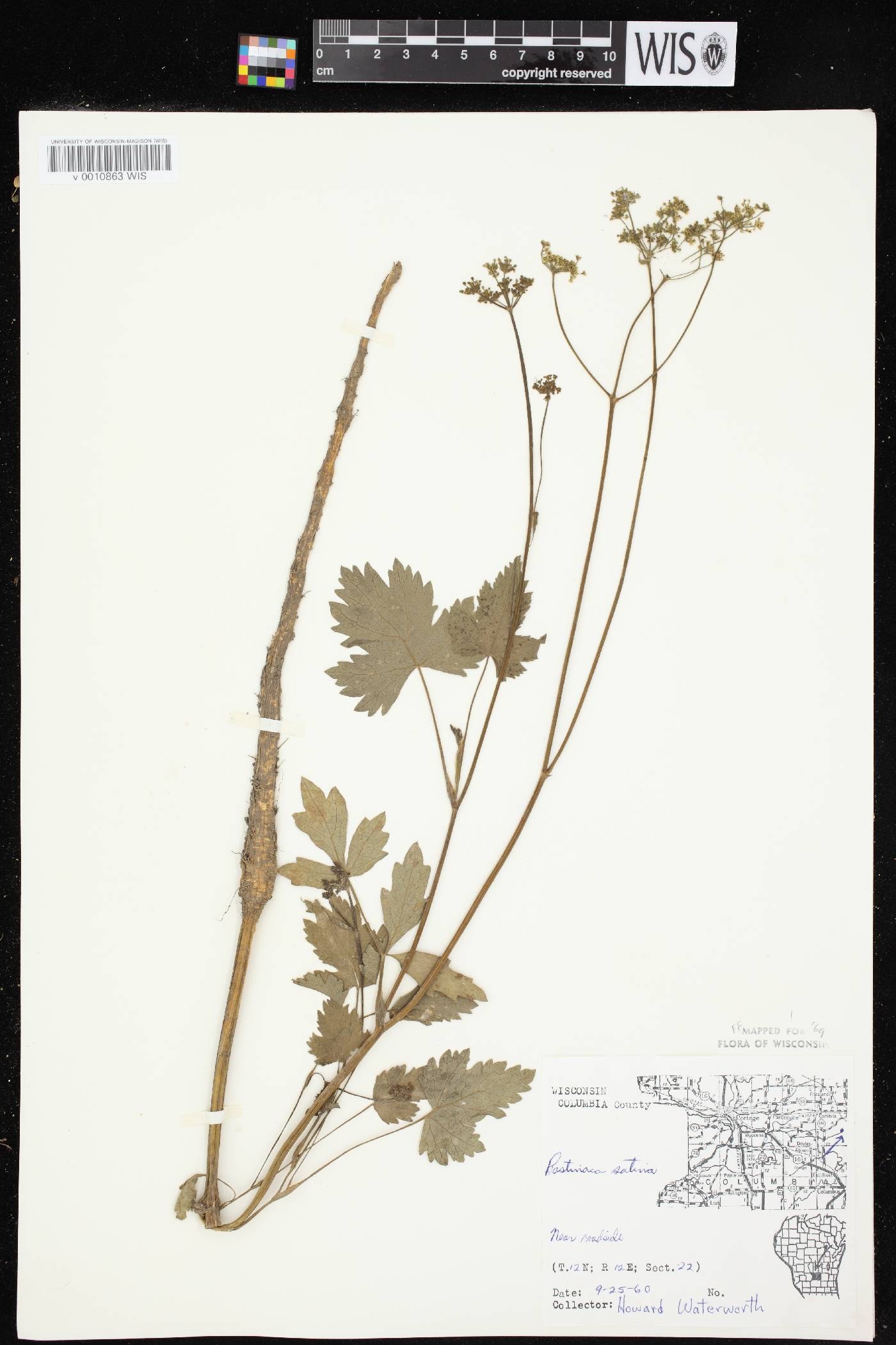 Pastinaca sativa image