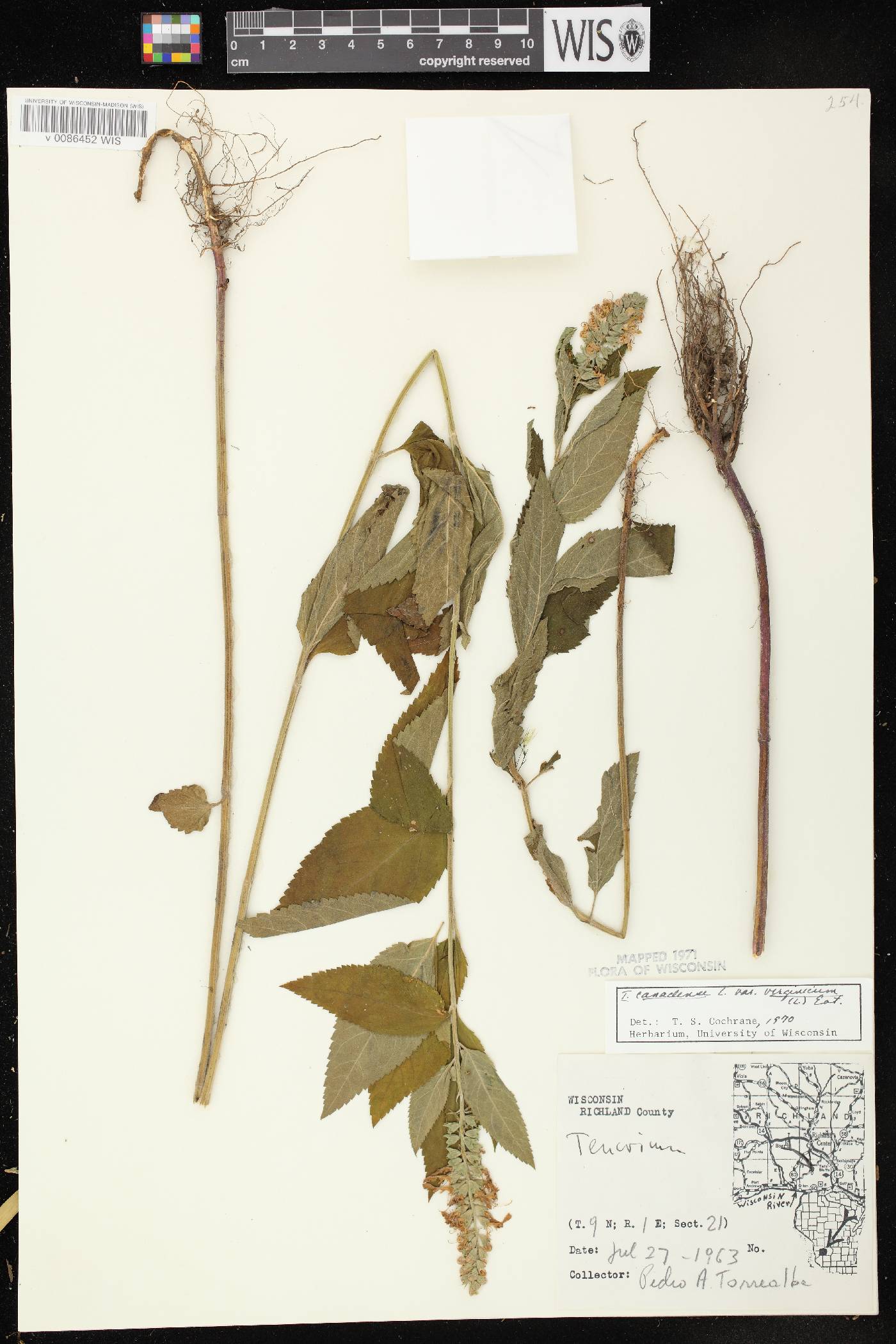 Teucrium canadense var. virginicum image