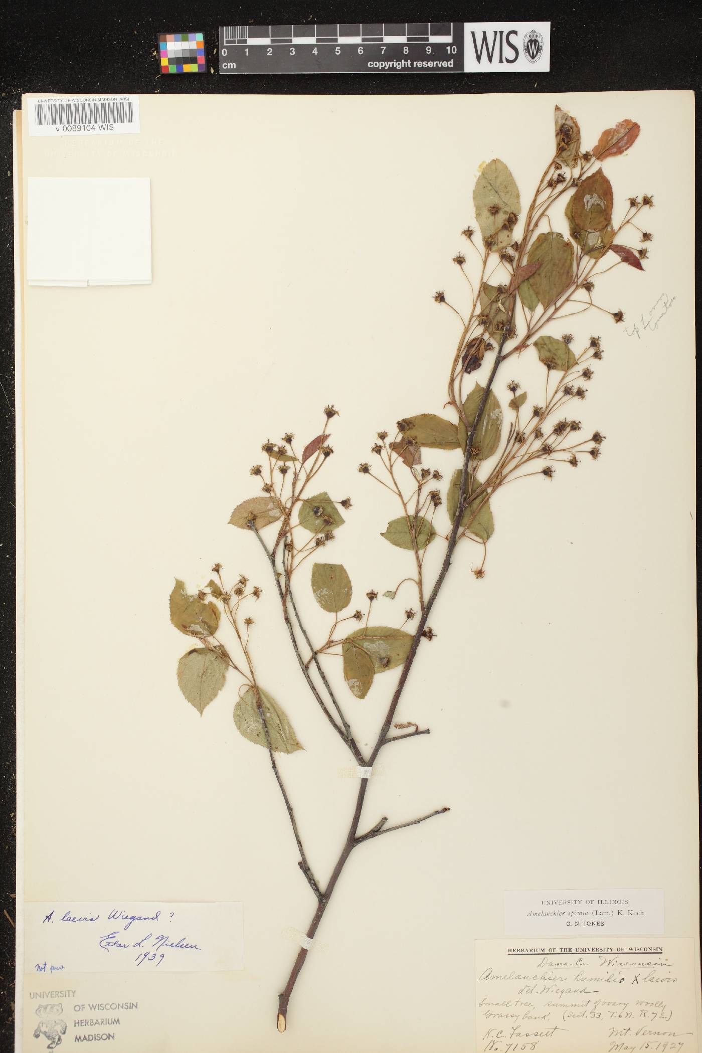 Amelanchier spicata image