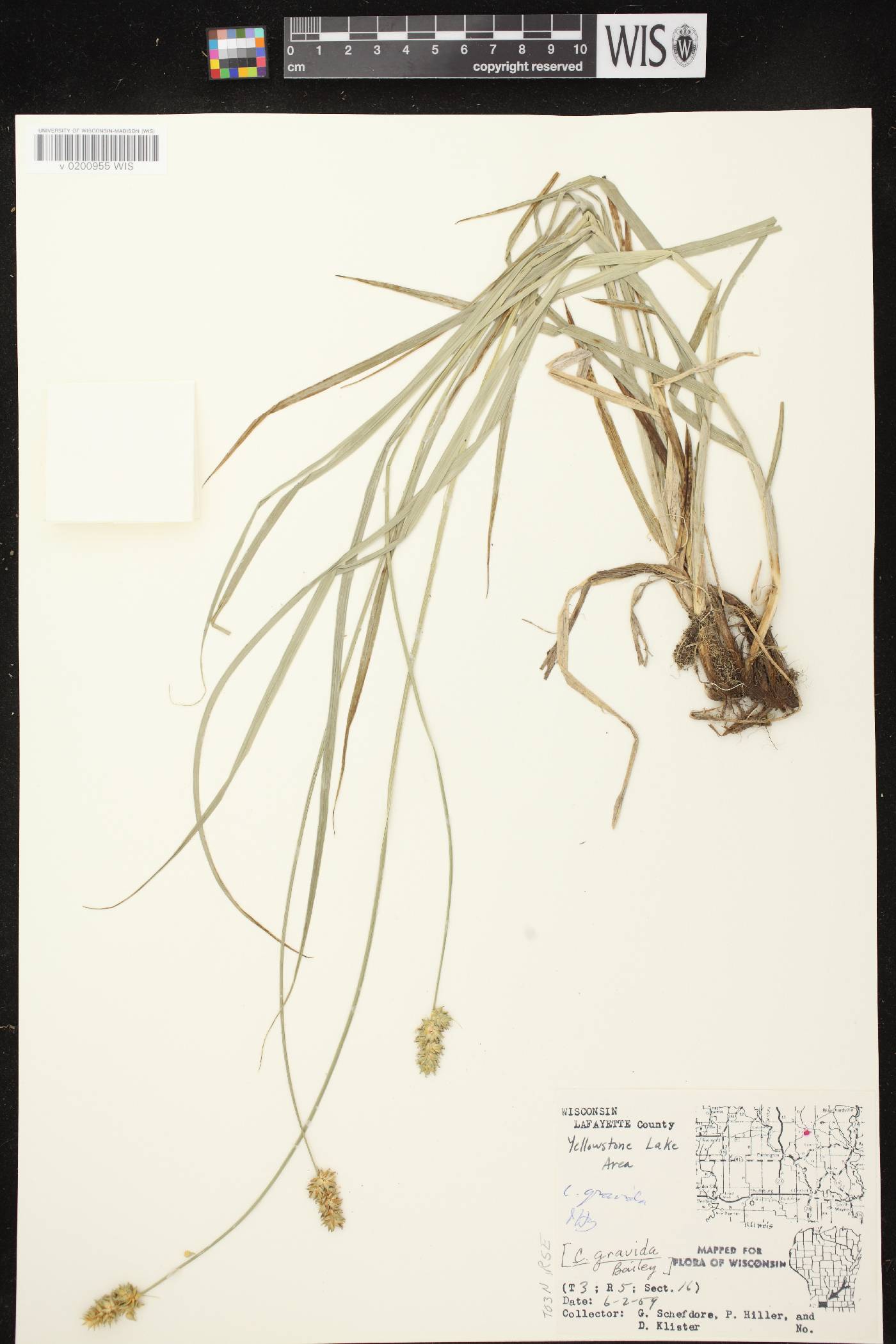 Carex gravida image