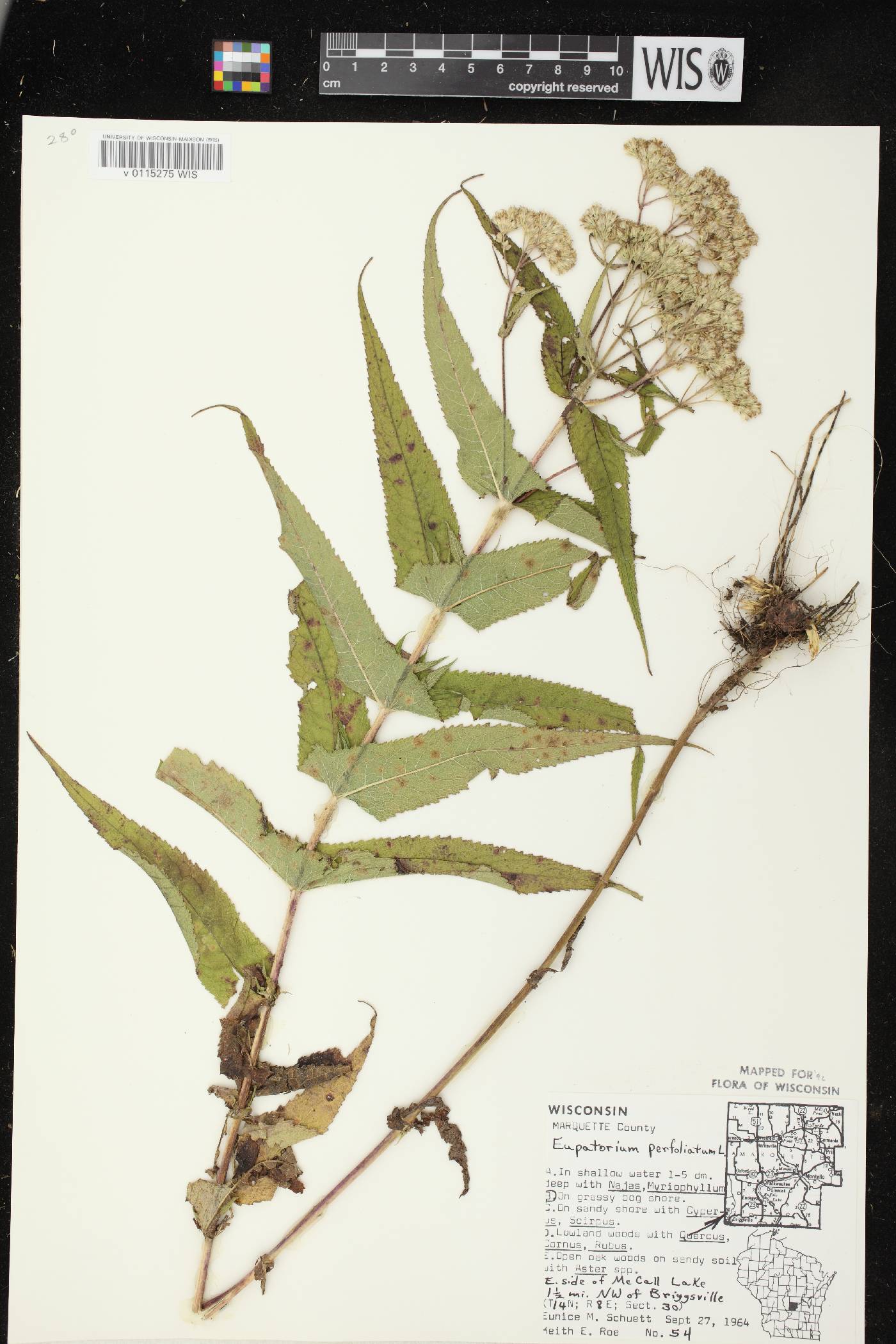 Eupatorium perfoliatum image