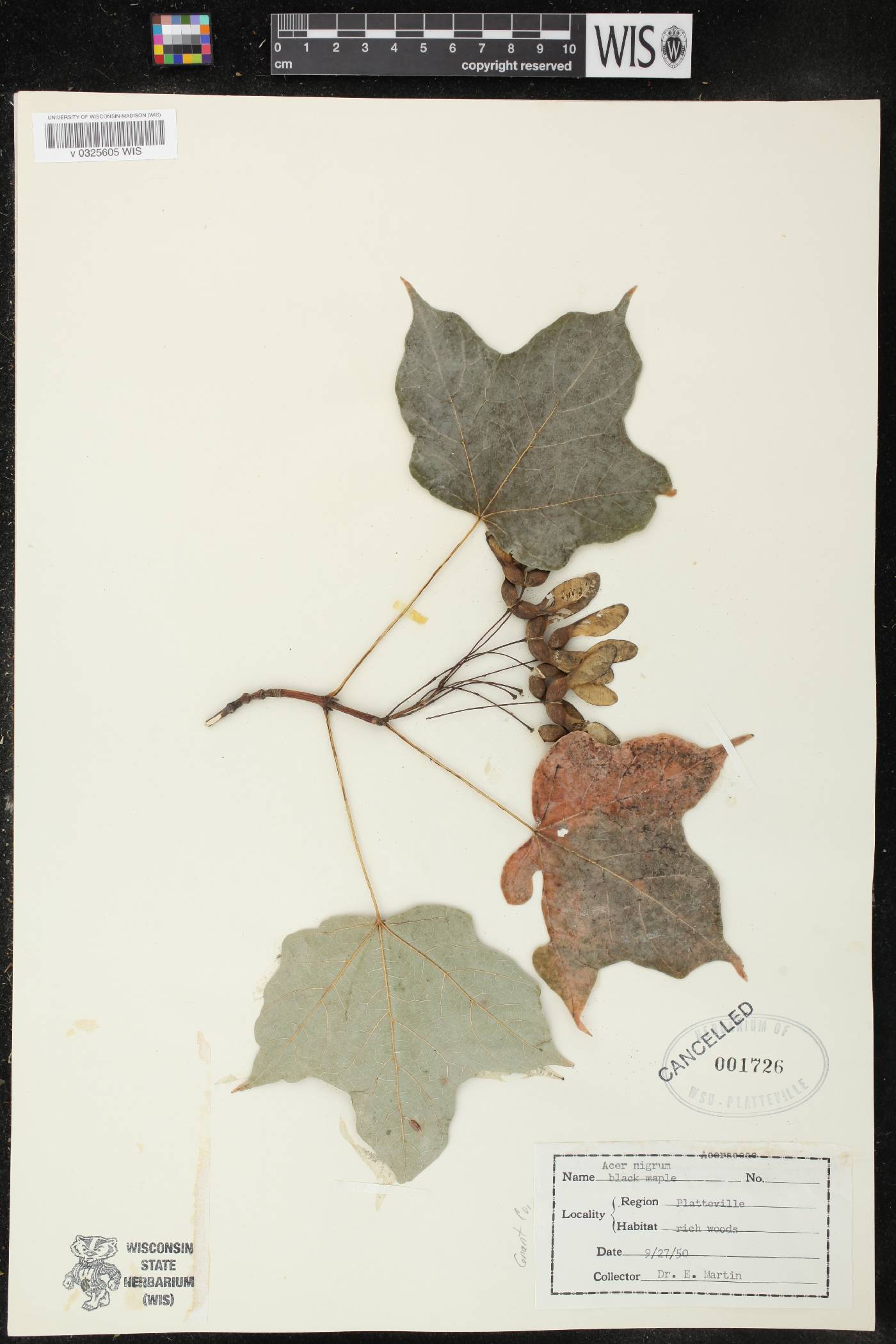 Acer nigrum image