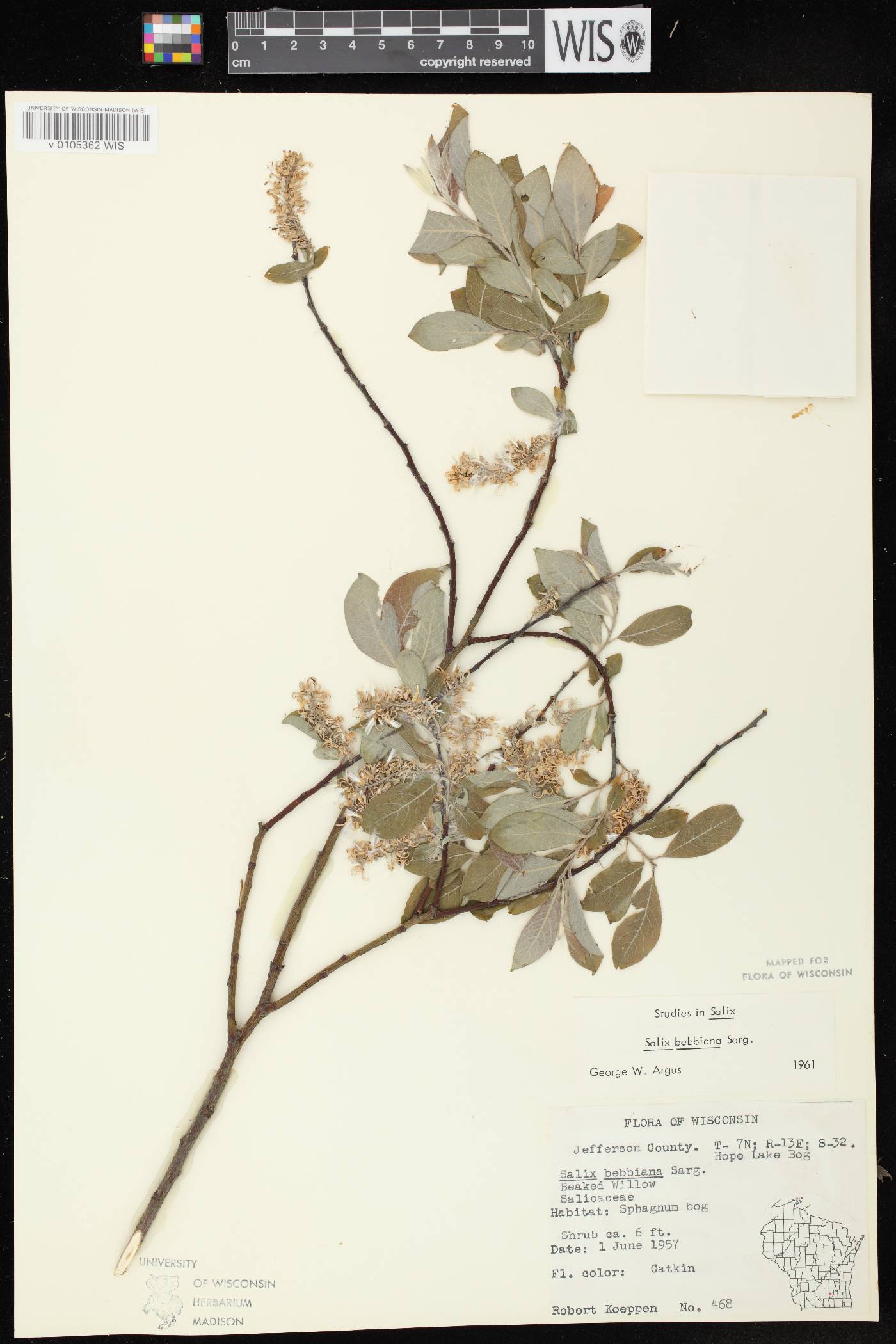 Salix bebbiana image