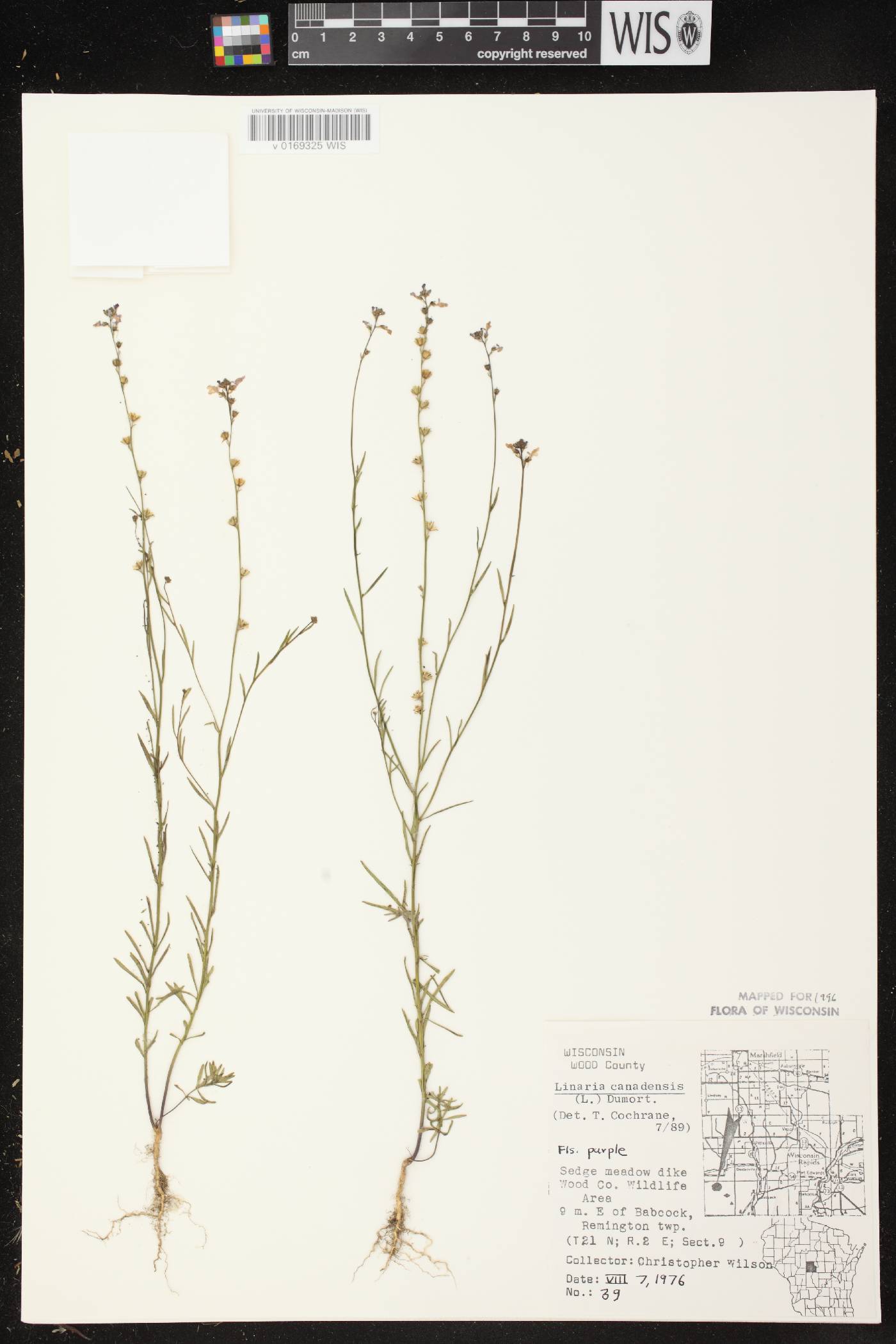 Nuttallanthus canadensis image