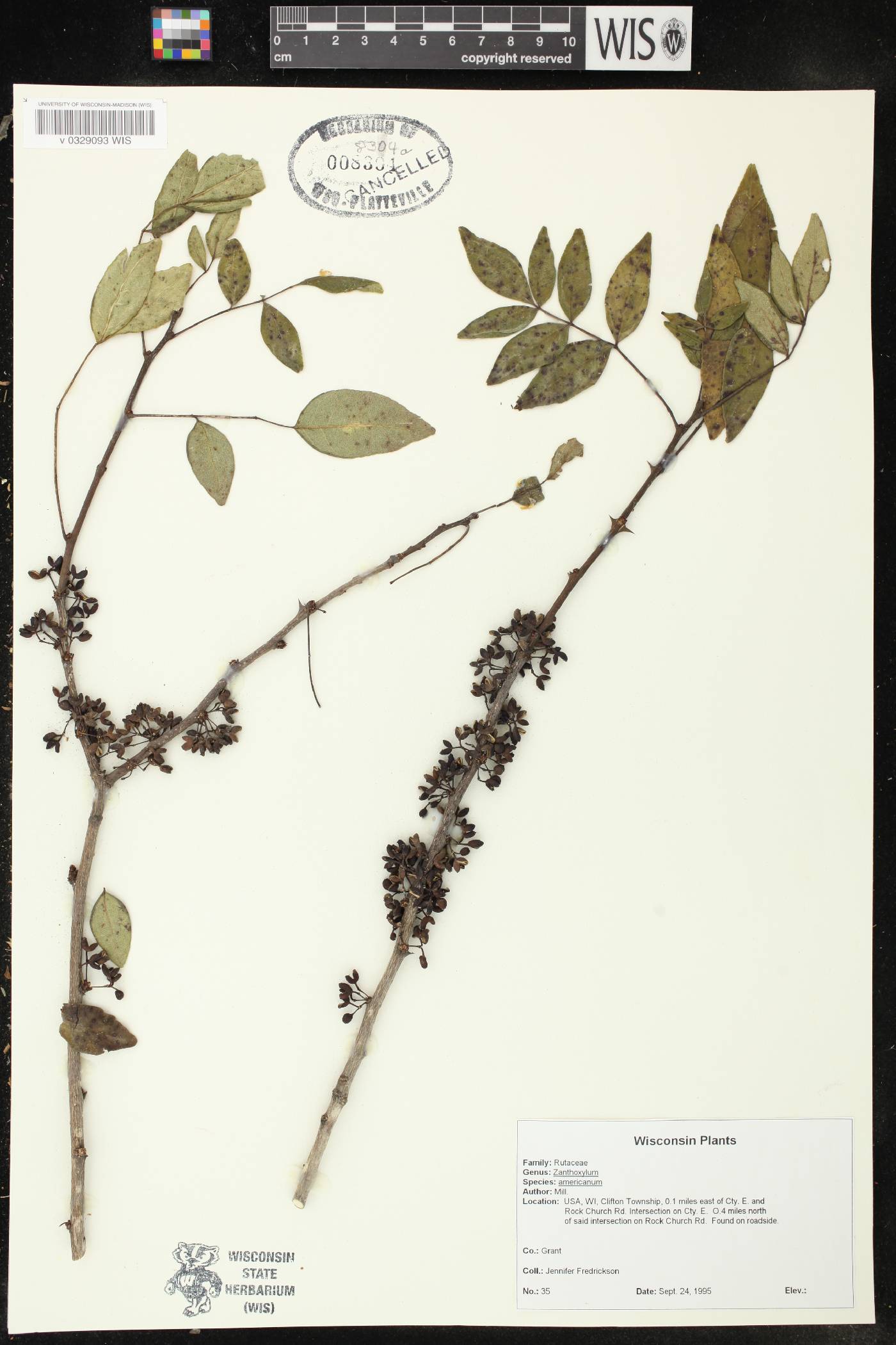 Zanthoxylum americanum image