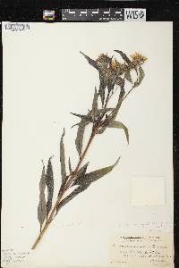 Image of Helianthus x luxurians