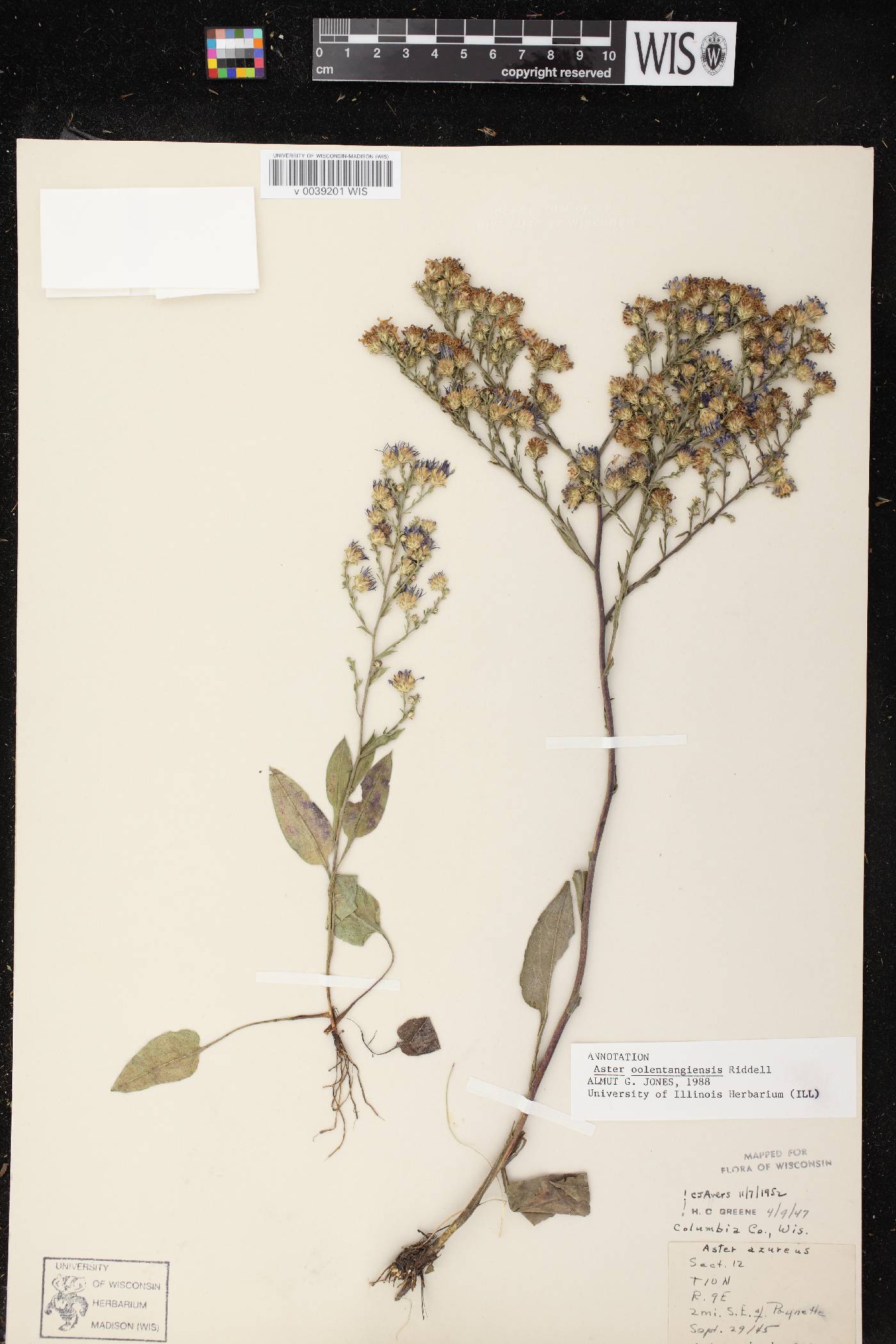 Symphyotrichum oolentangiense image
