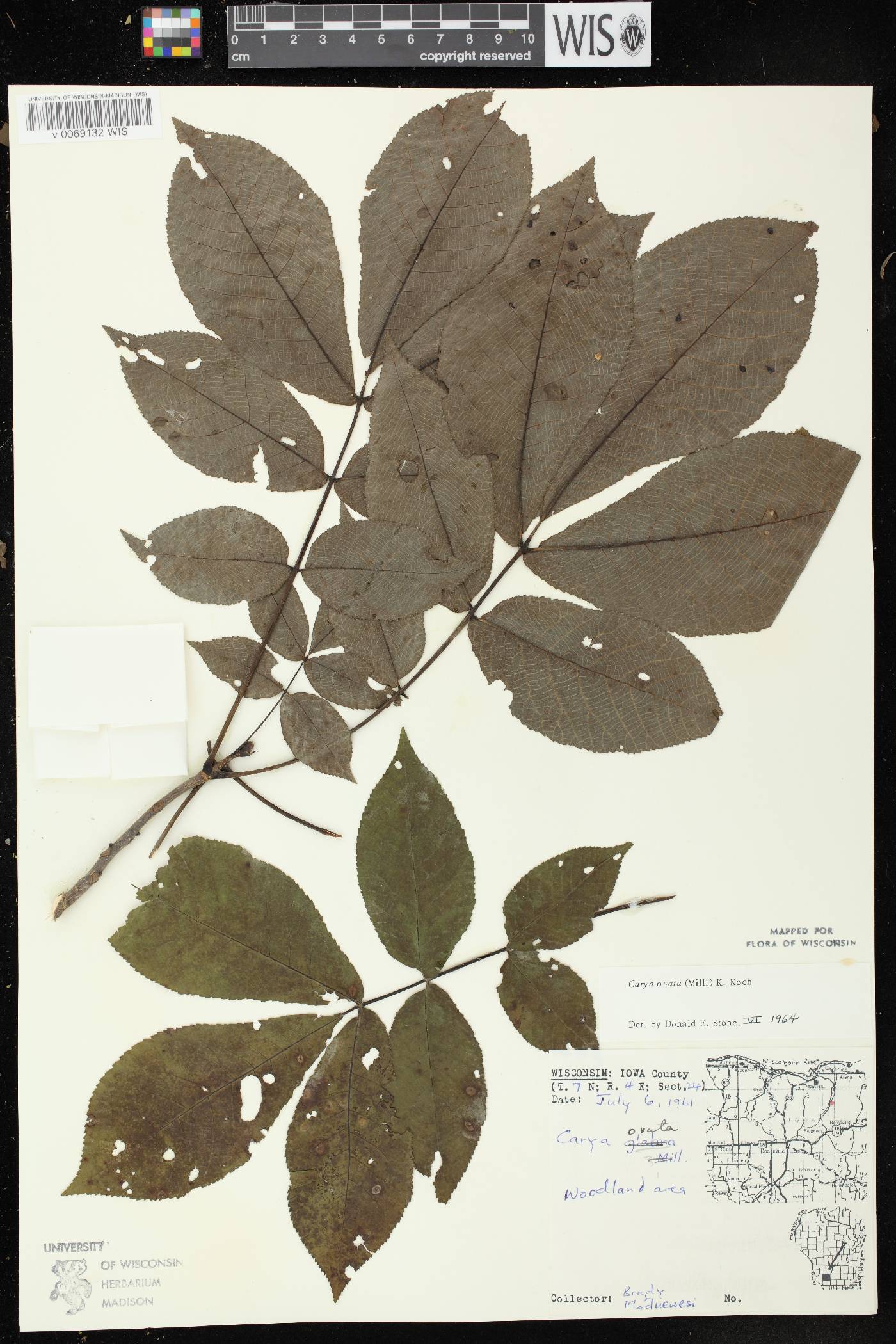 Carya ovata image