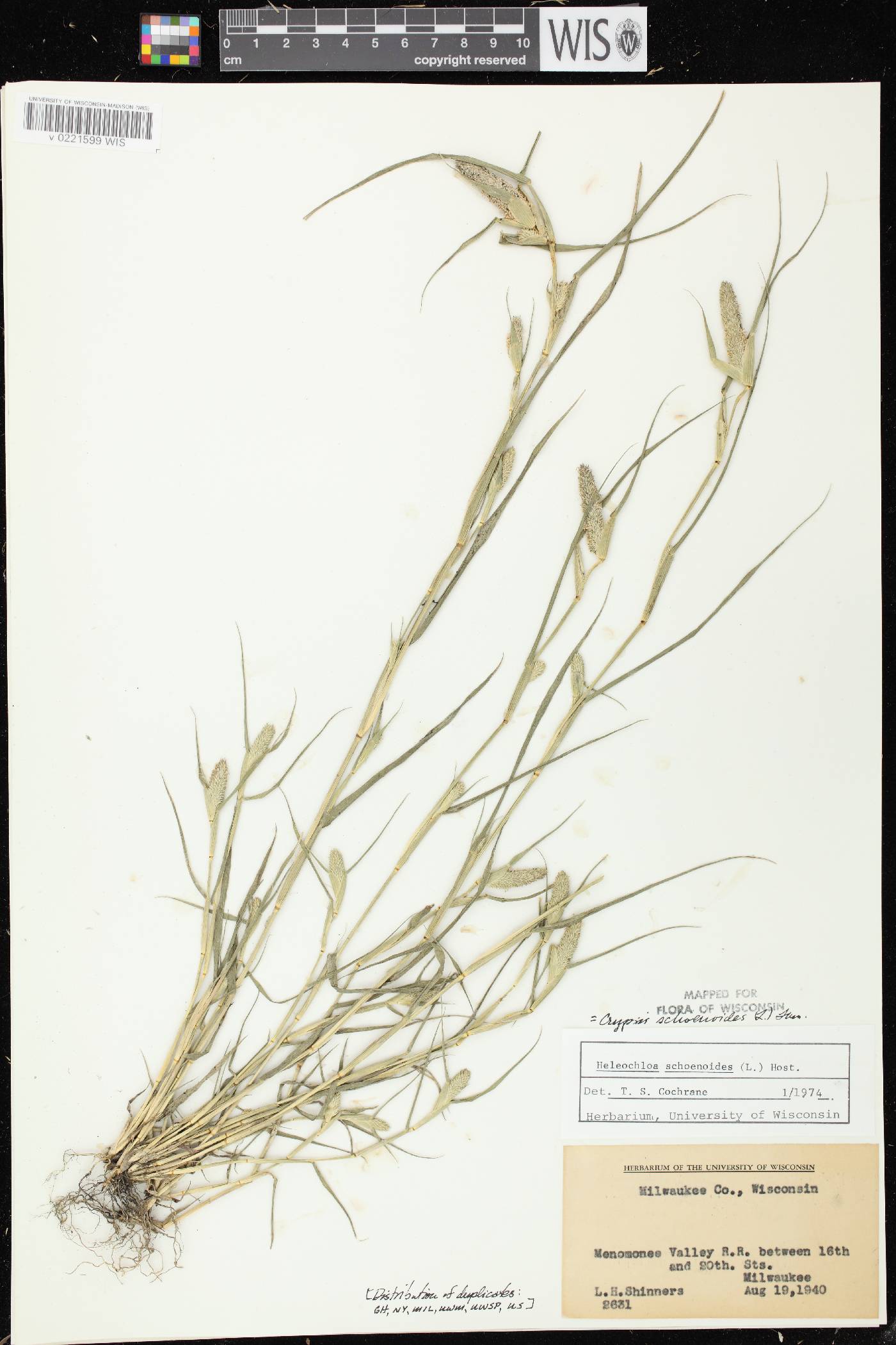 Crypsis schoenoides image