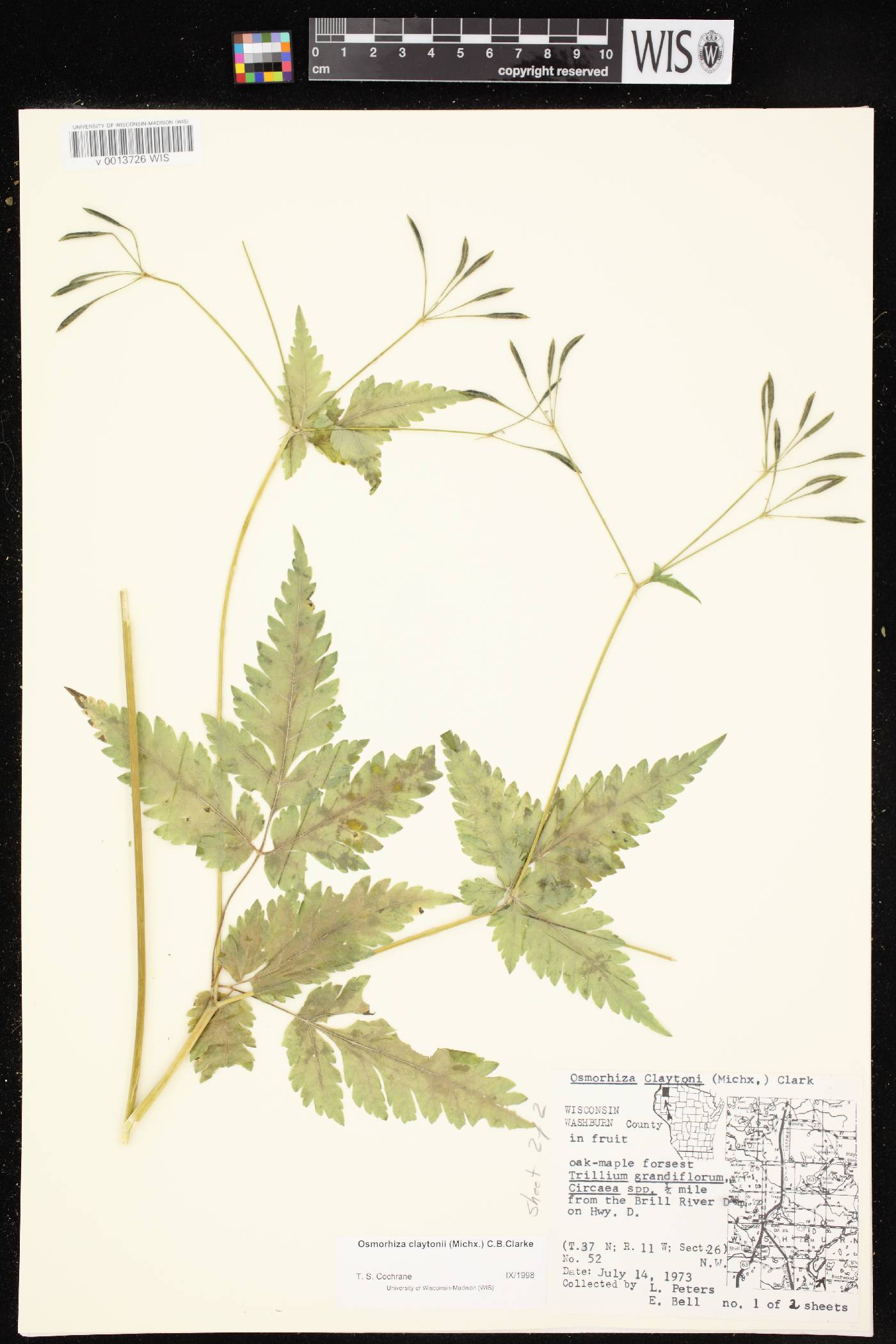 Osmorhiza claytonii image
