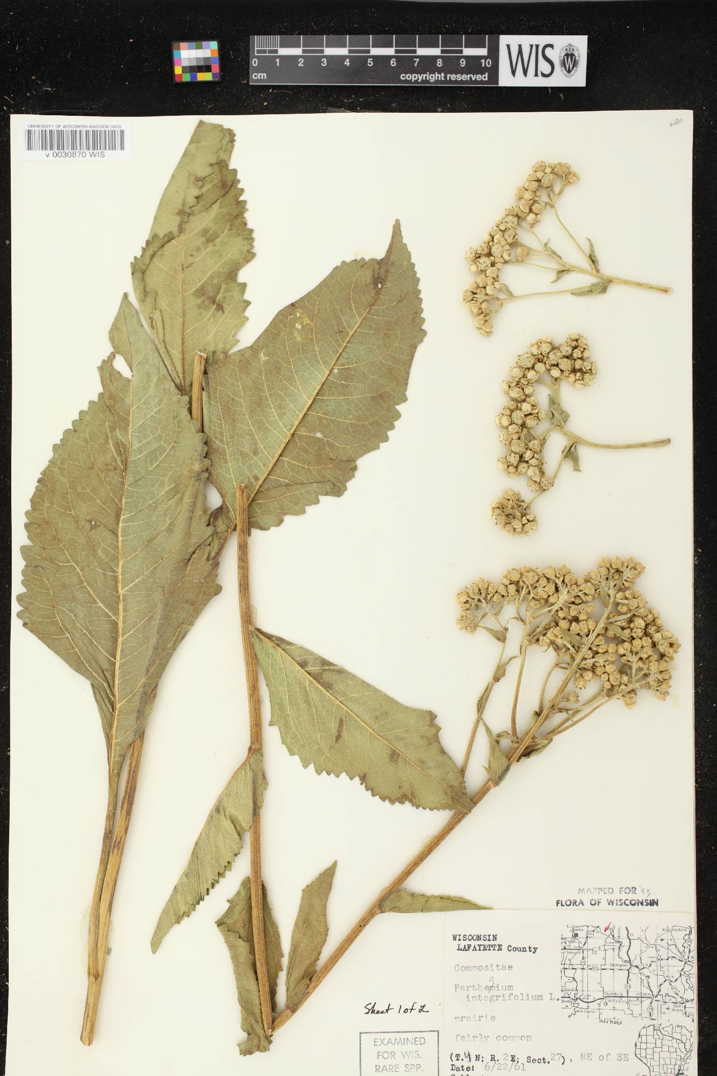 Parthenium integrifolium image