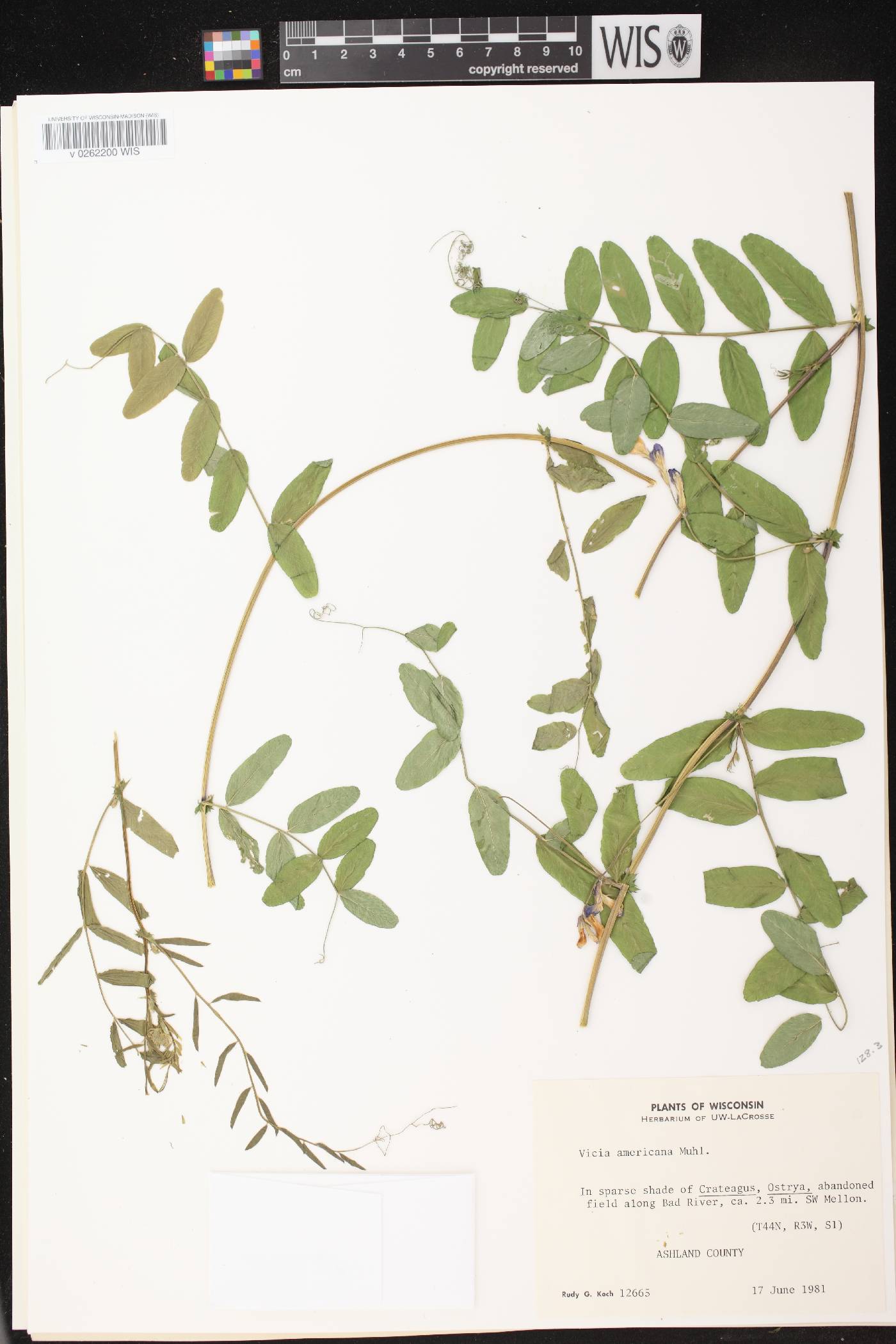 Vicia americana image