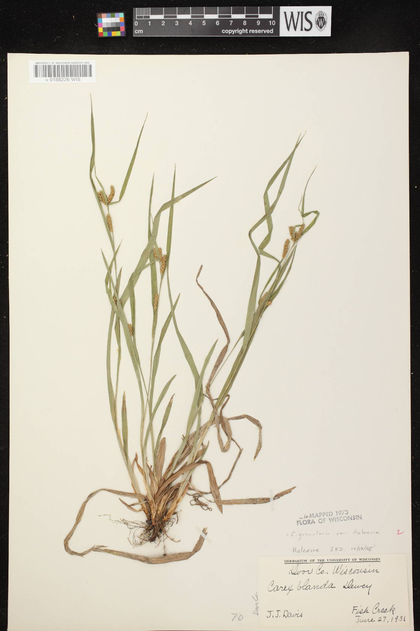 Carex granularis image