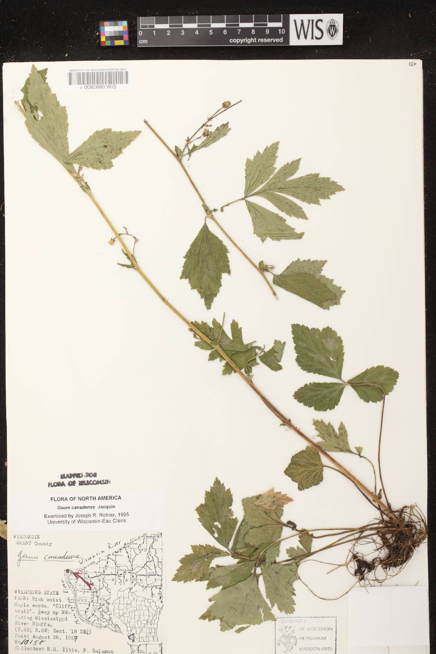 Geum canadense image