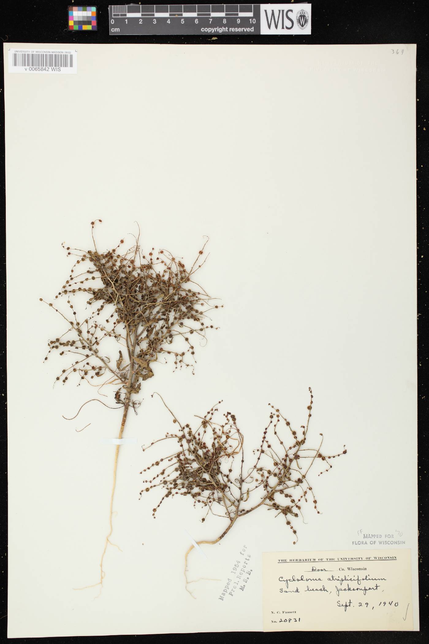Cycloloma atriplicifolium image