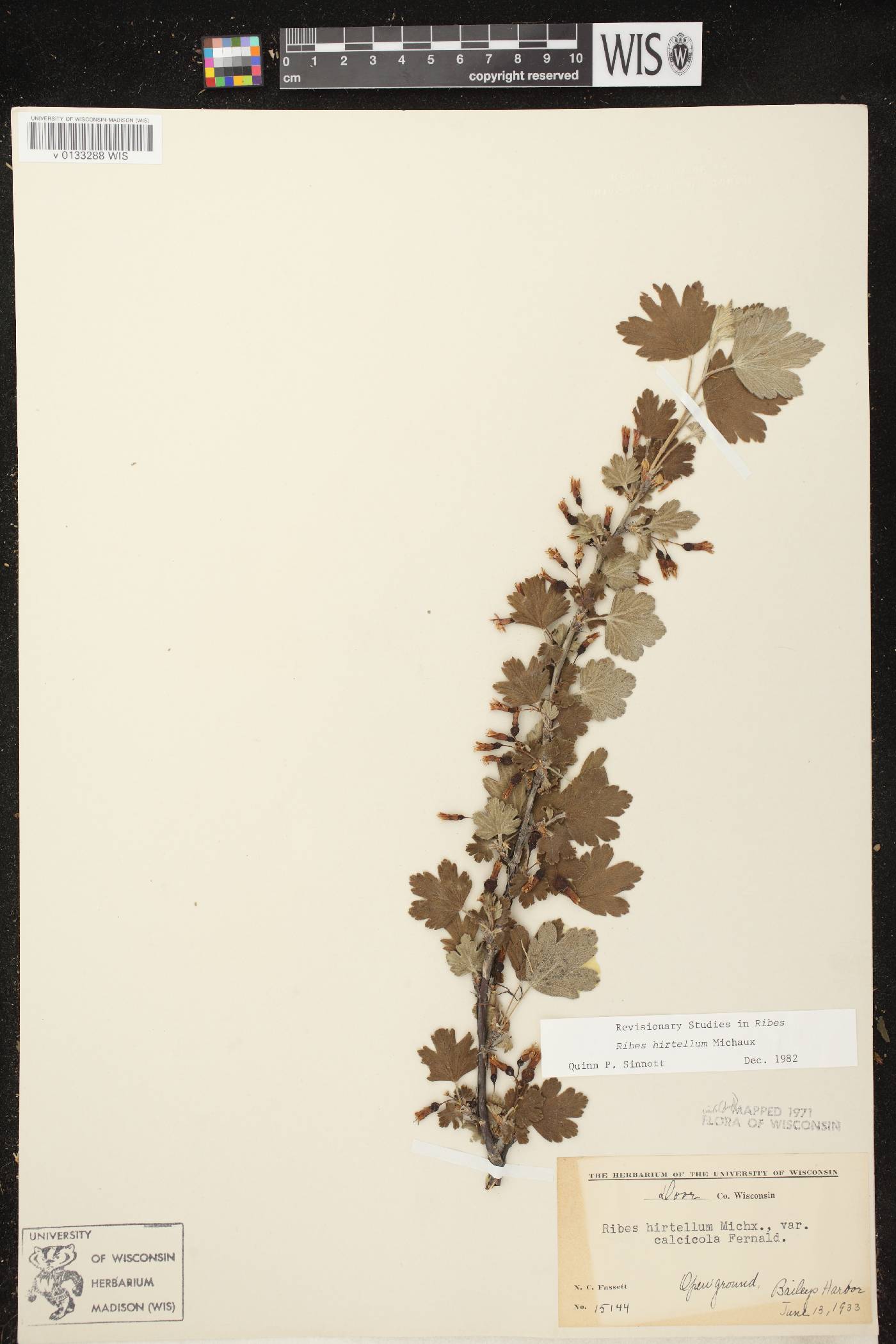 Ribes hirtellum image