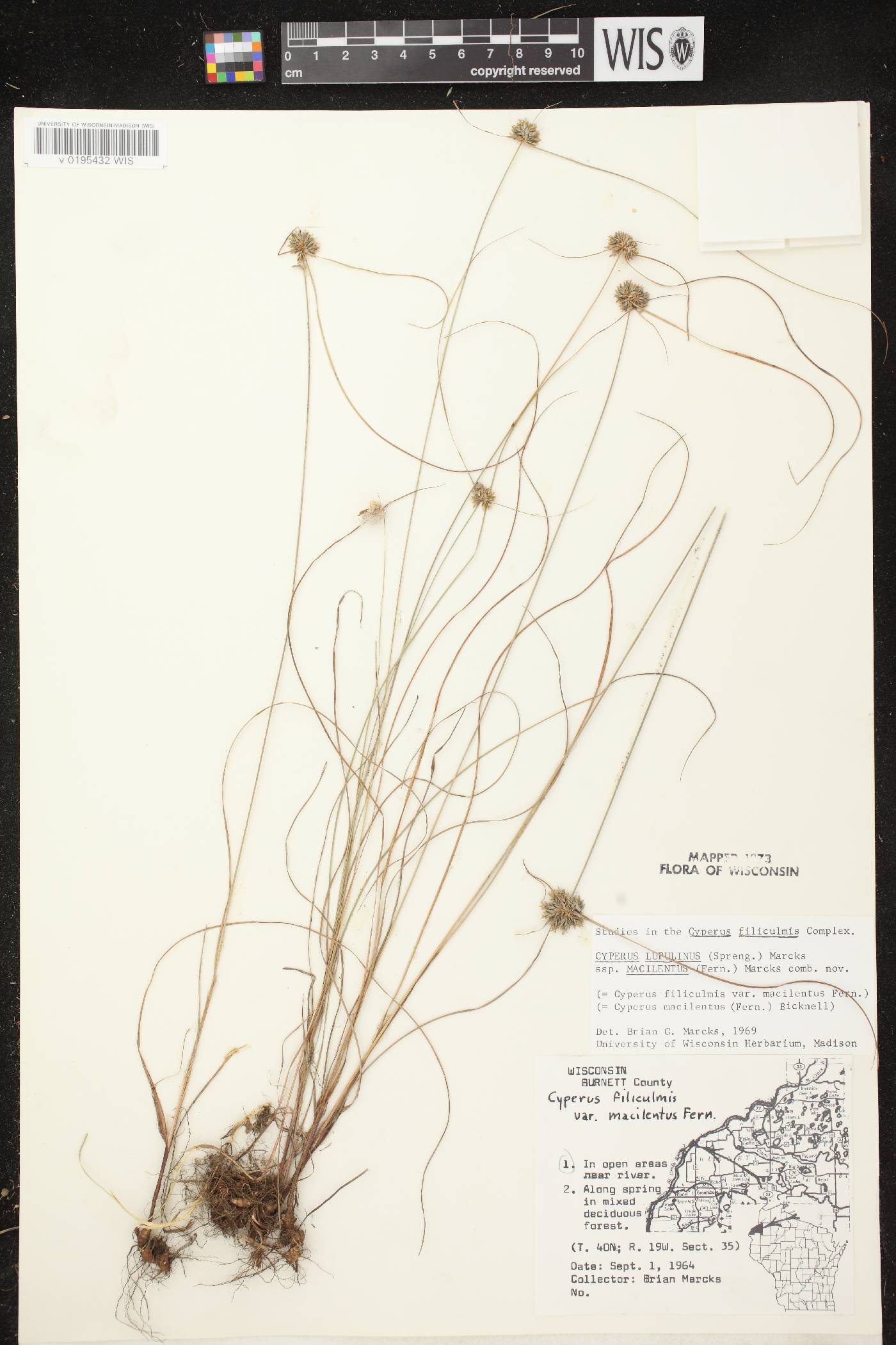 Cyperus lupulinus image