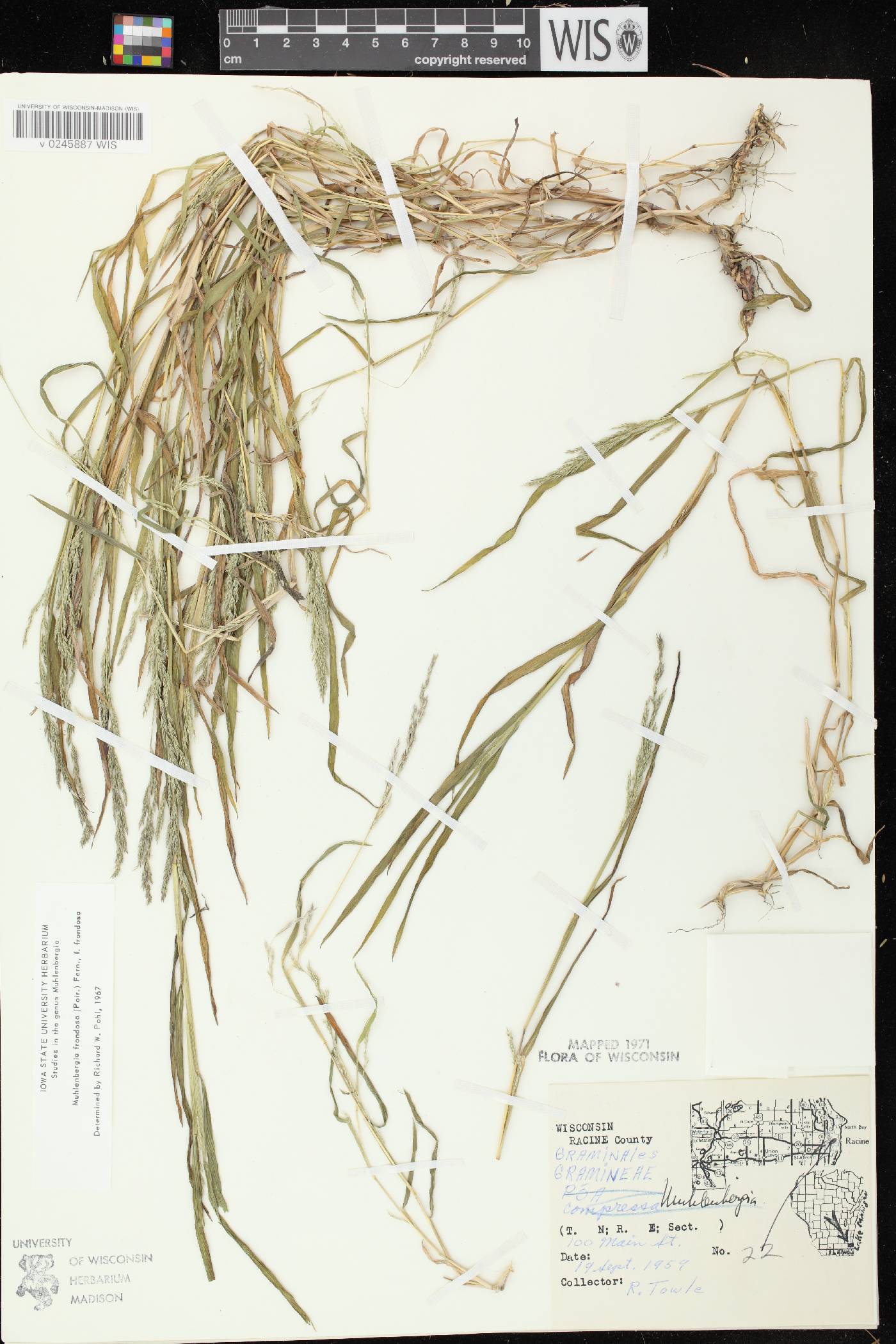 Muhlenbergia frondosa image