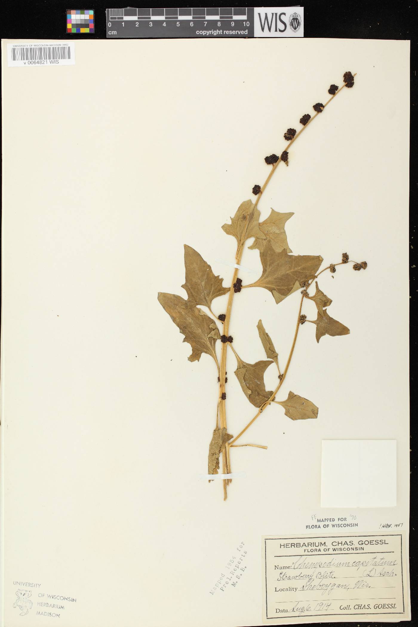 Chenopodium capitatum image