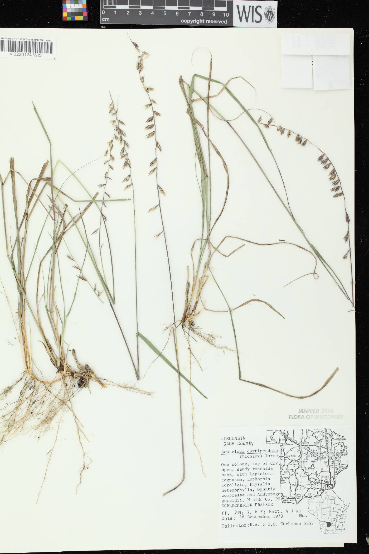 Bouteloua curtipendula image