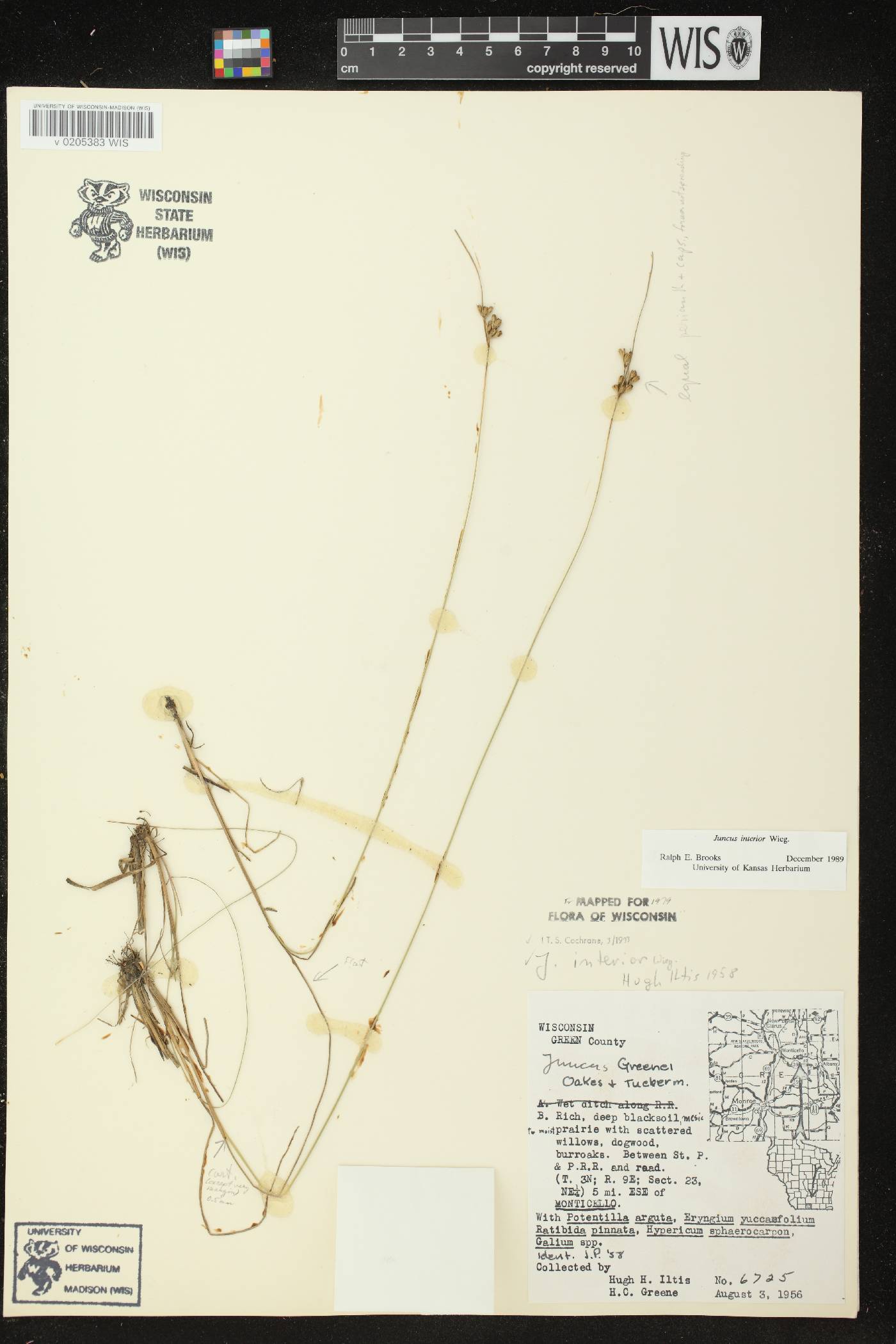 Juncus interior image